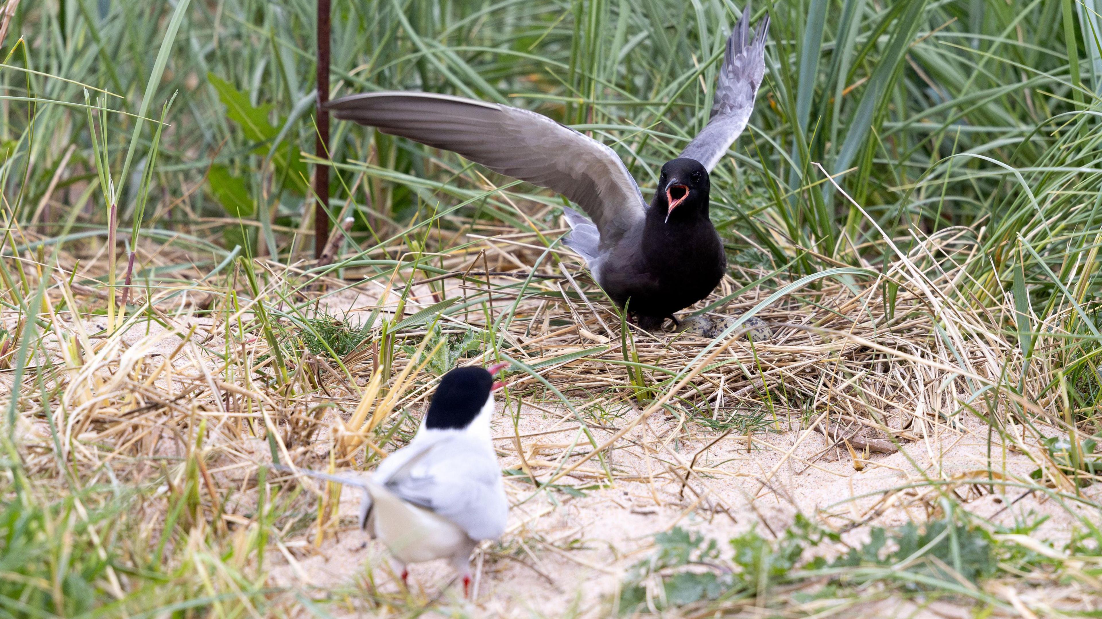Black tern lands on a beach