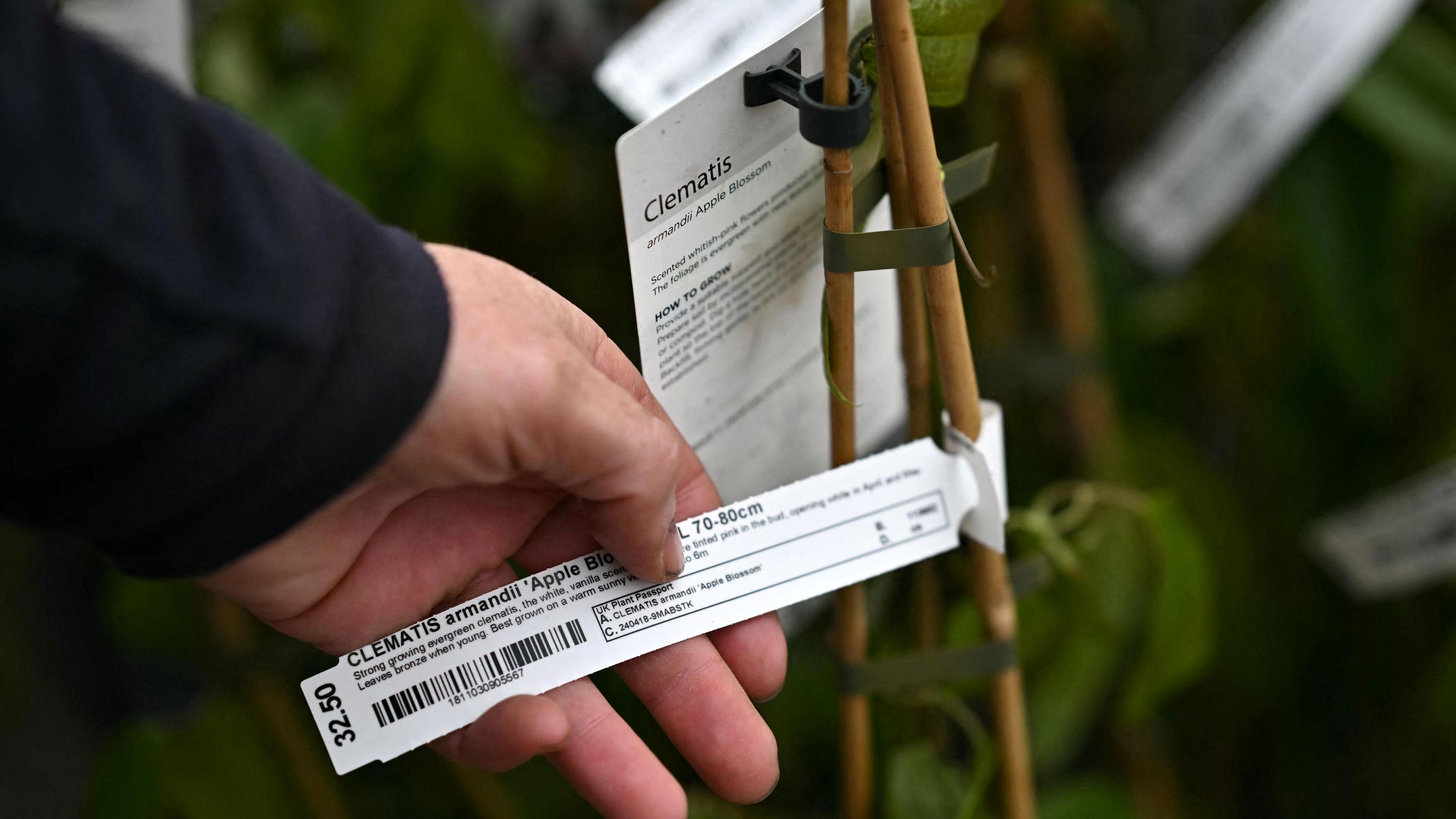 A worker attaches a plant passports to plants at a nursery. A hand is holding a piece of paper attached to a plant.