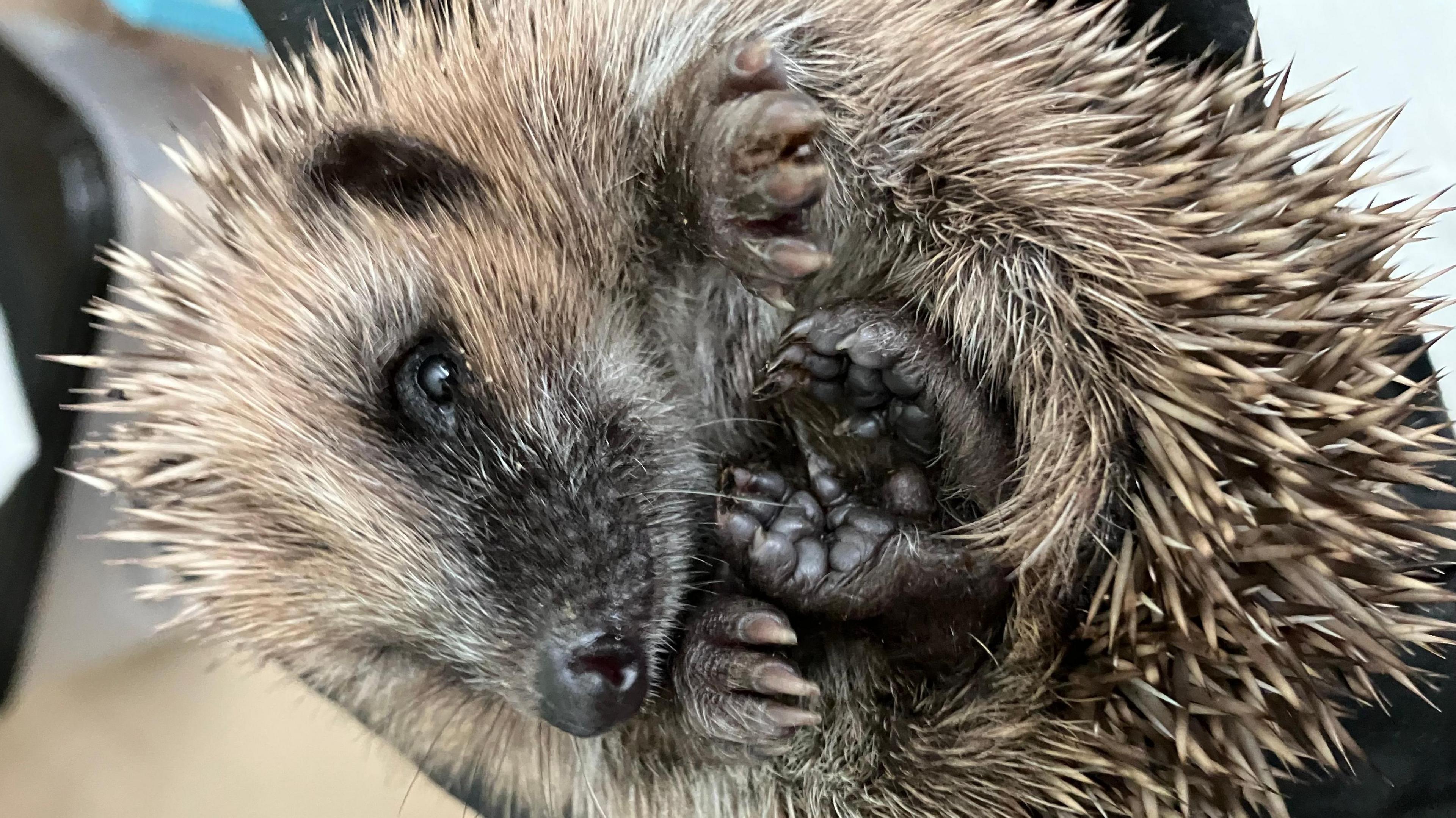 A hedgehog curled up looking at the camera