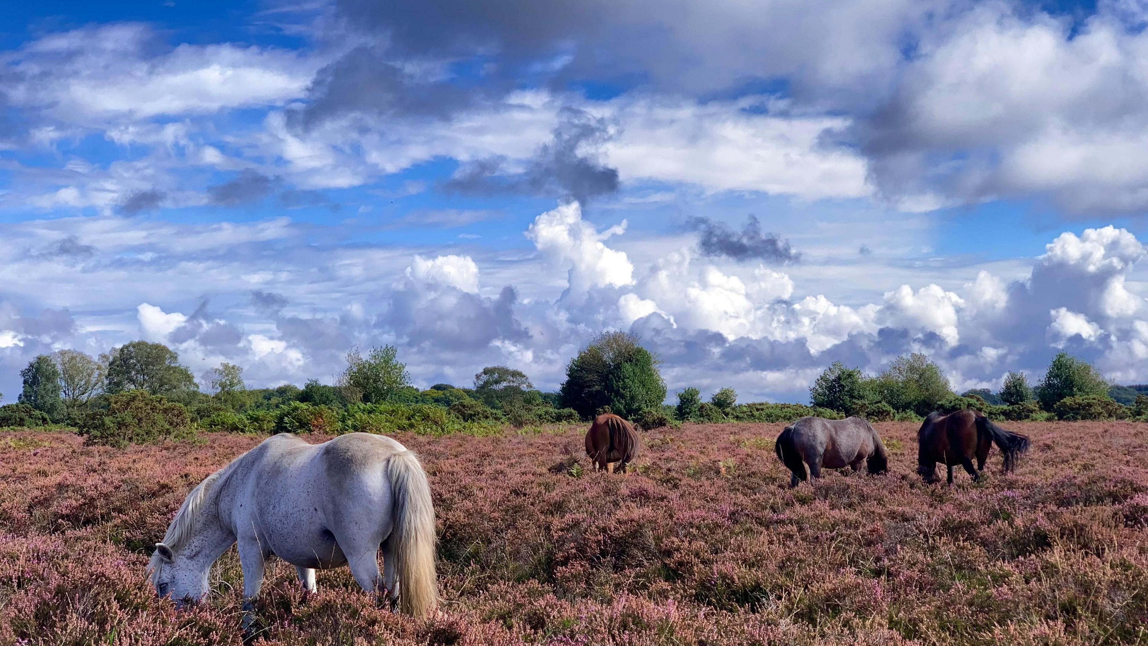 Four ponies have their heads down eating in a New Forest field under a blue sky containing a few white and grey clouds. 