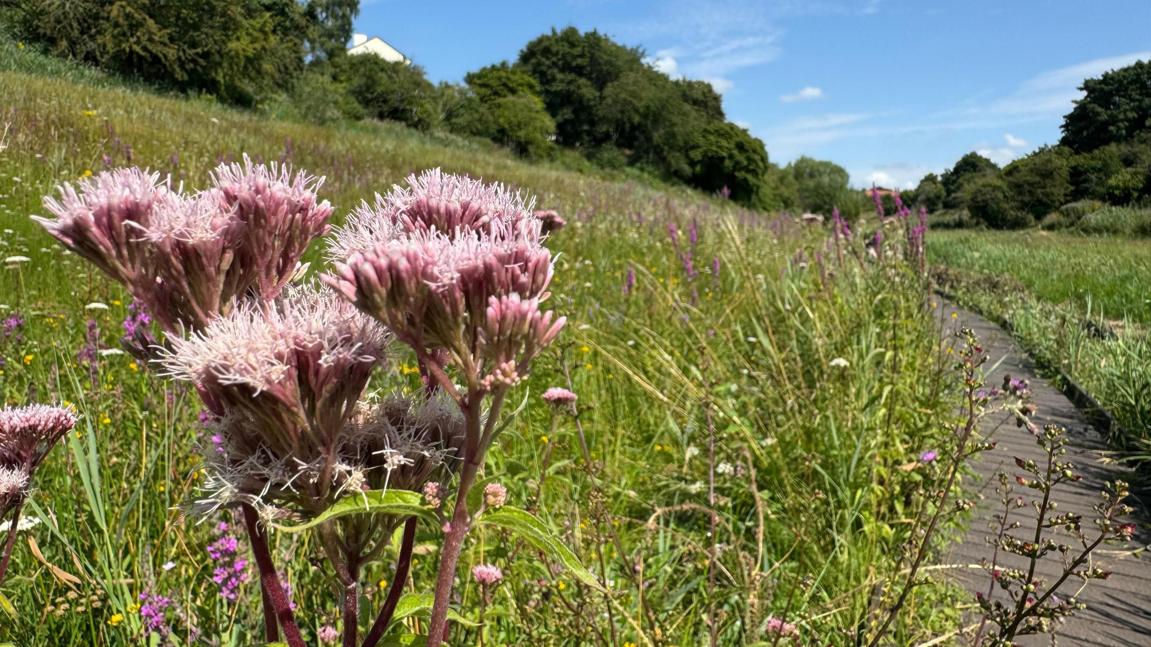 A beautiful field of flowers with a path running up the right-hand side - with a blue sunny sky above