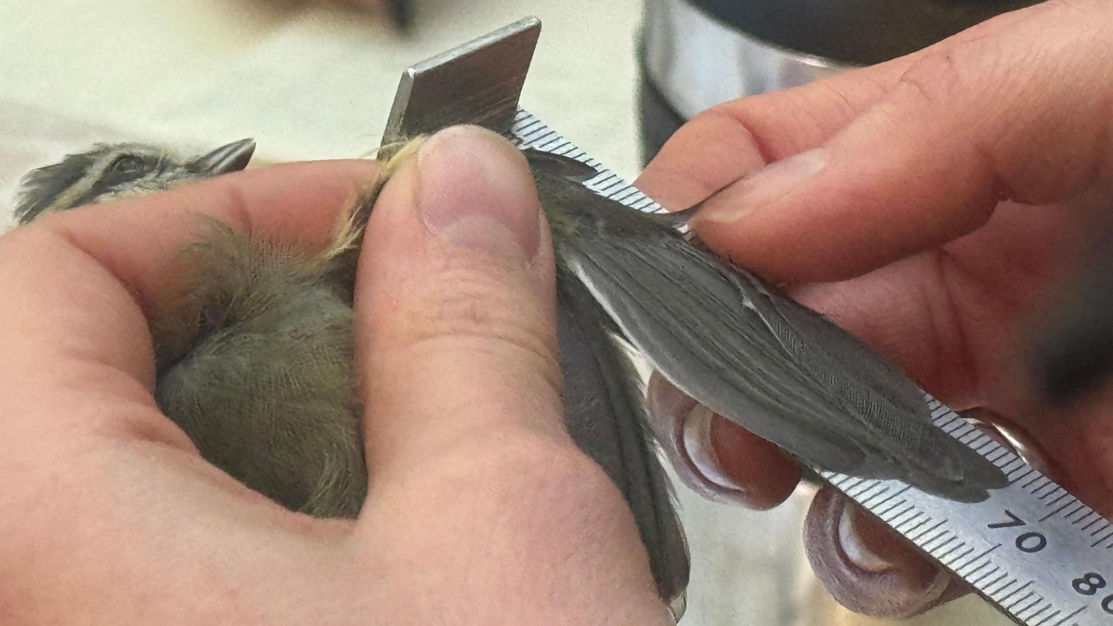 A bird, being held in the hand of a bird ringer, its head poking through the gap of the index and middle finger, while a small ruler is used to measure the bird's wings