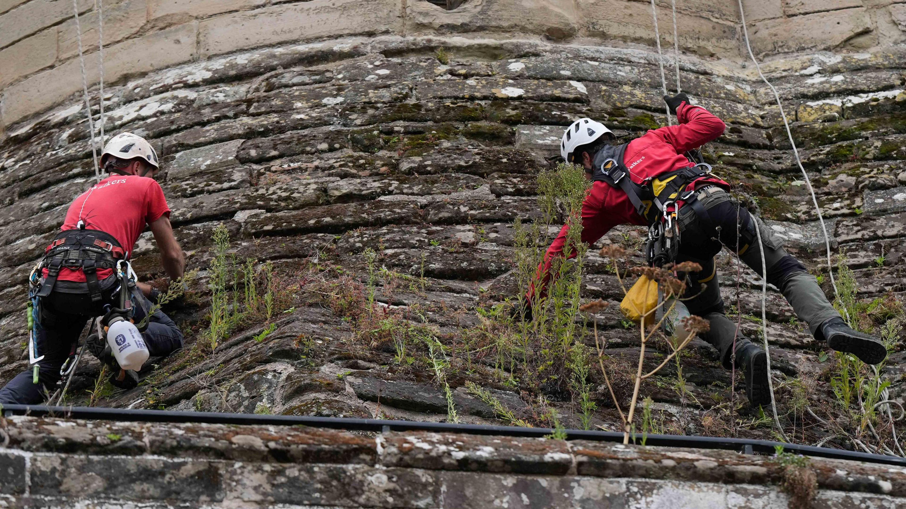 Two people in red tshirts and white helmets are abseiling stone castle walls while reaching for overgrown weeds on the cast walls