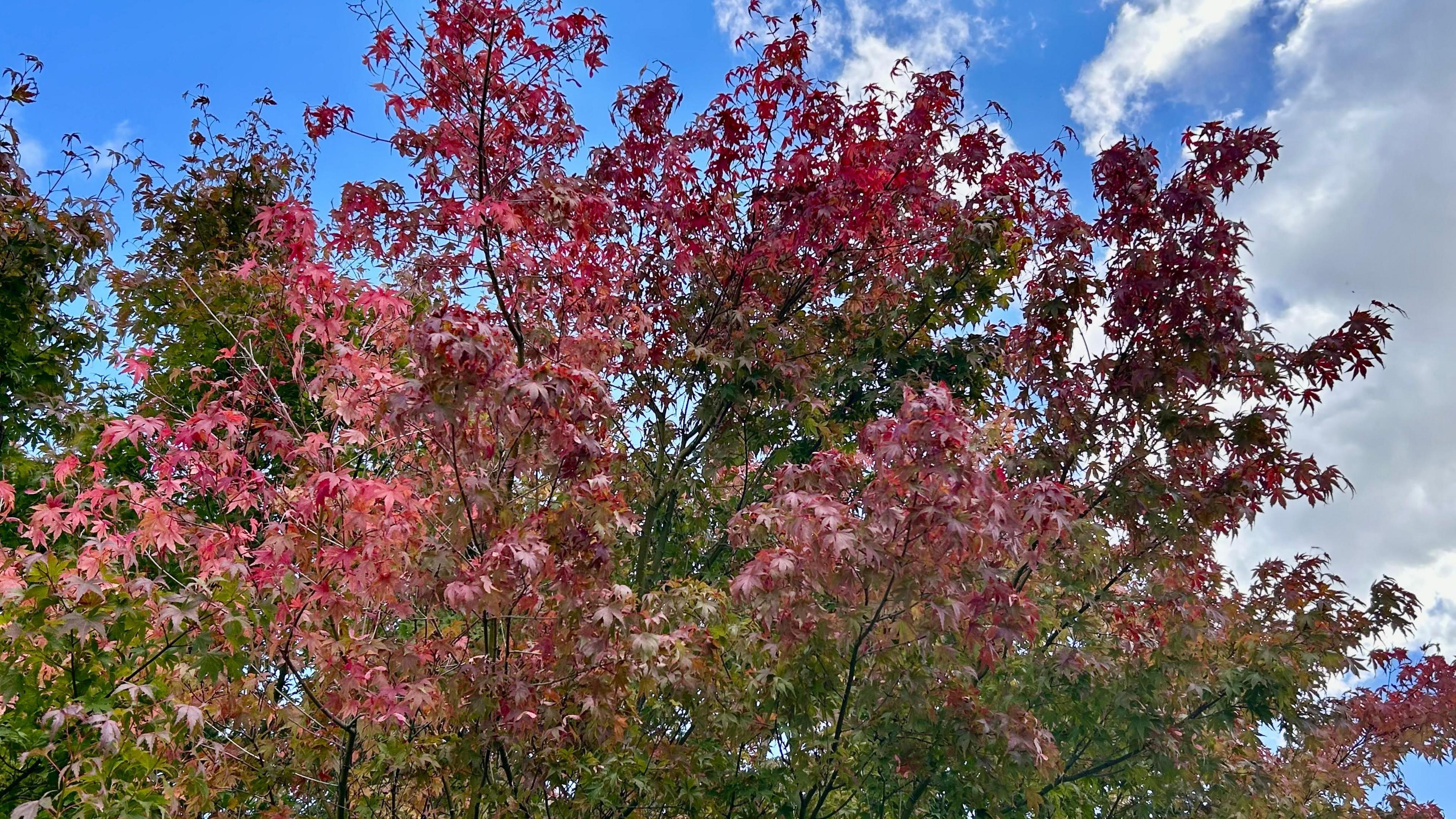 Deep red and green leaves pictured against a blue sky and clouds in the background.