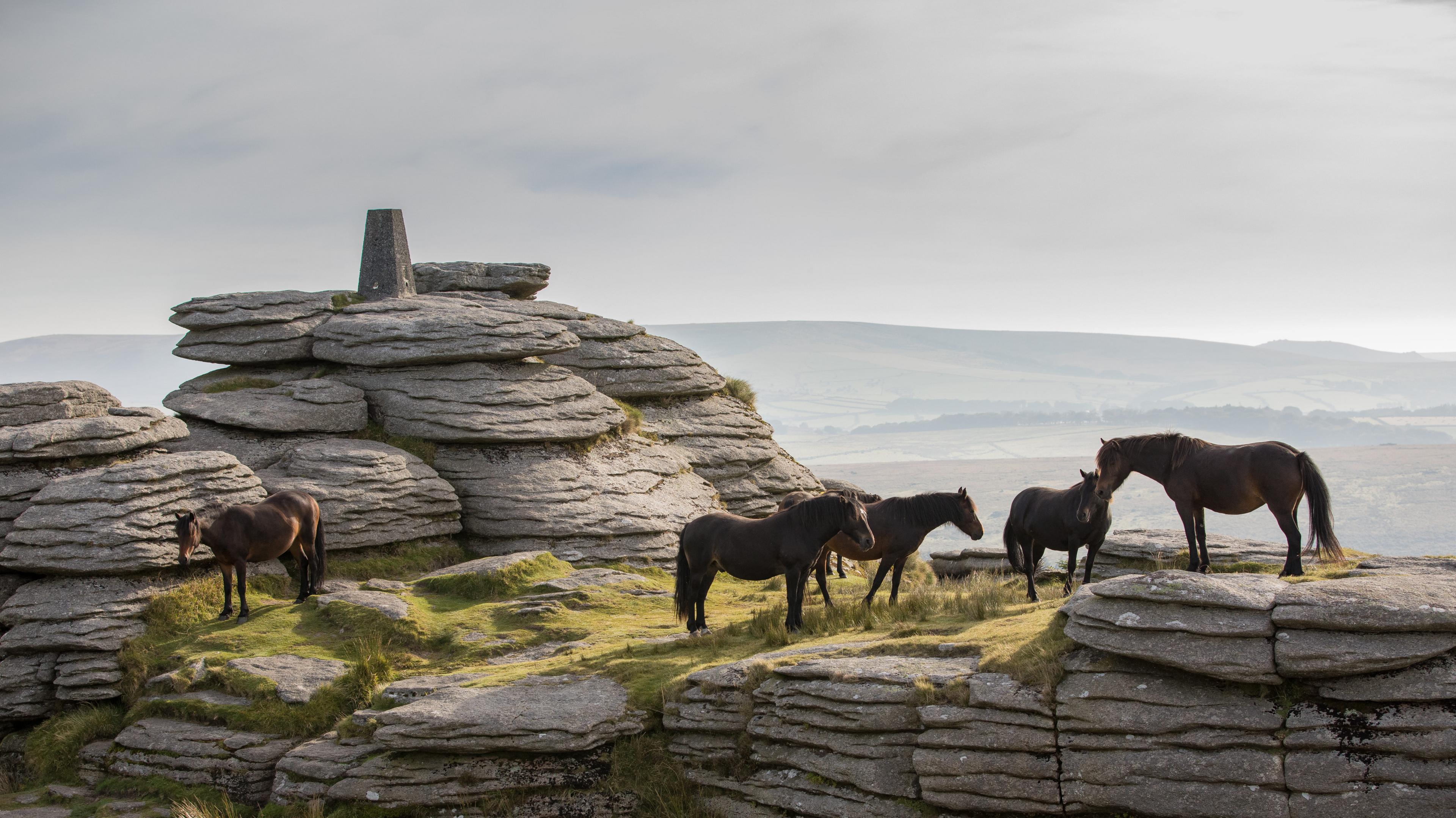 Ponies at Bellever