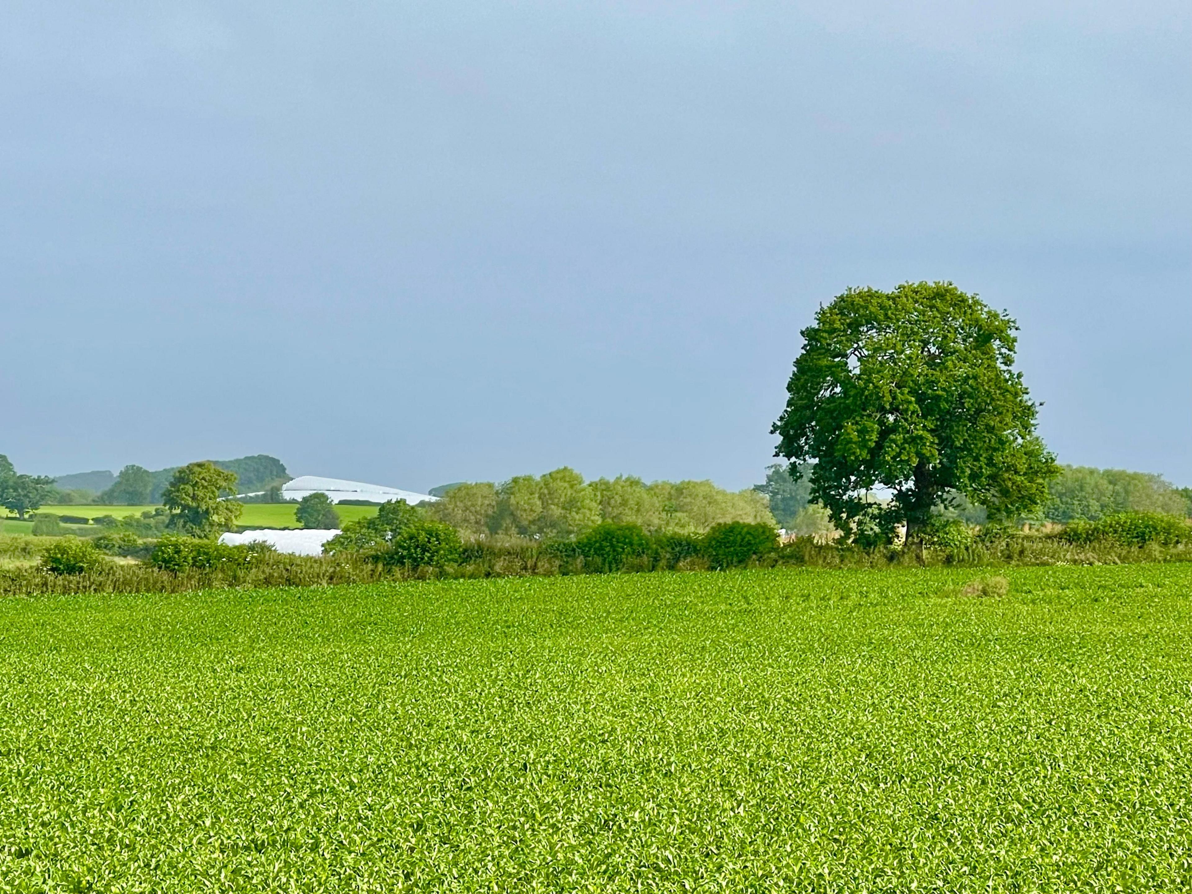 Countryside in Gnosall, Staffordshire 