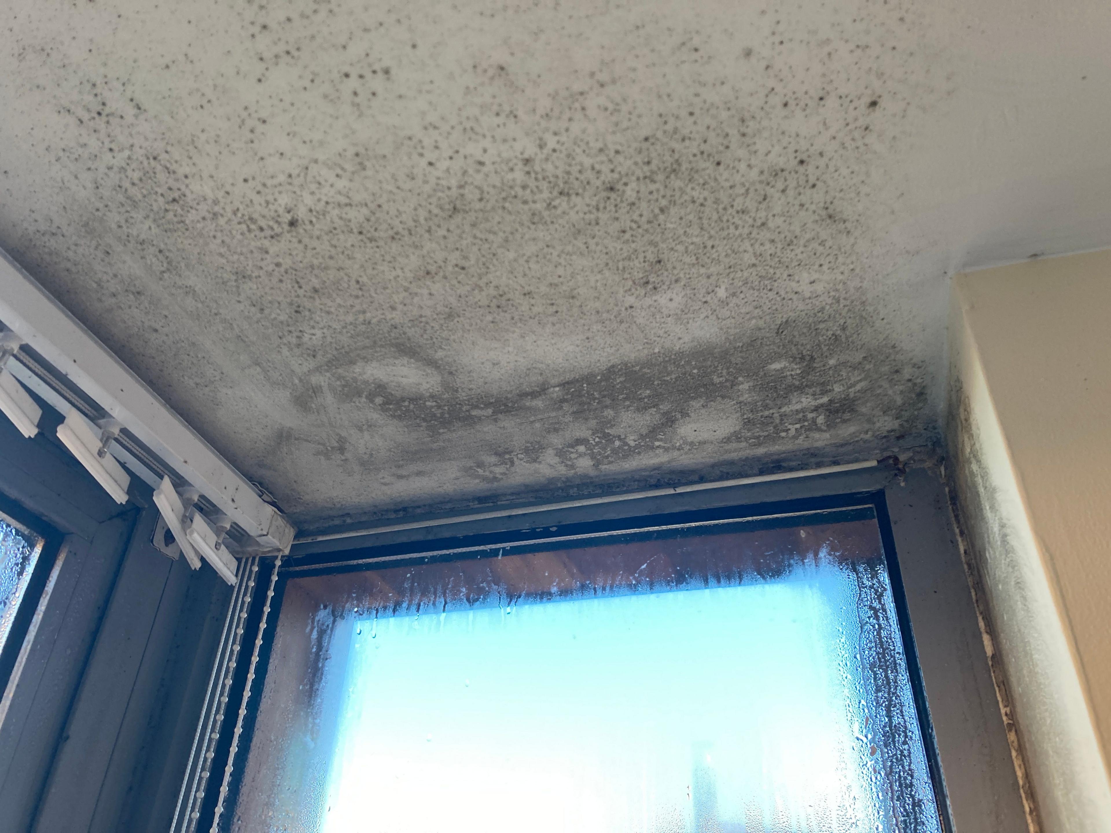 Ceiling covered in black mould