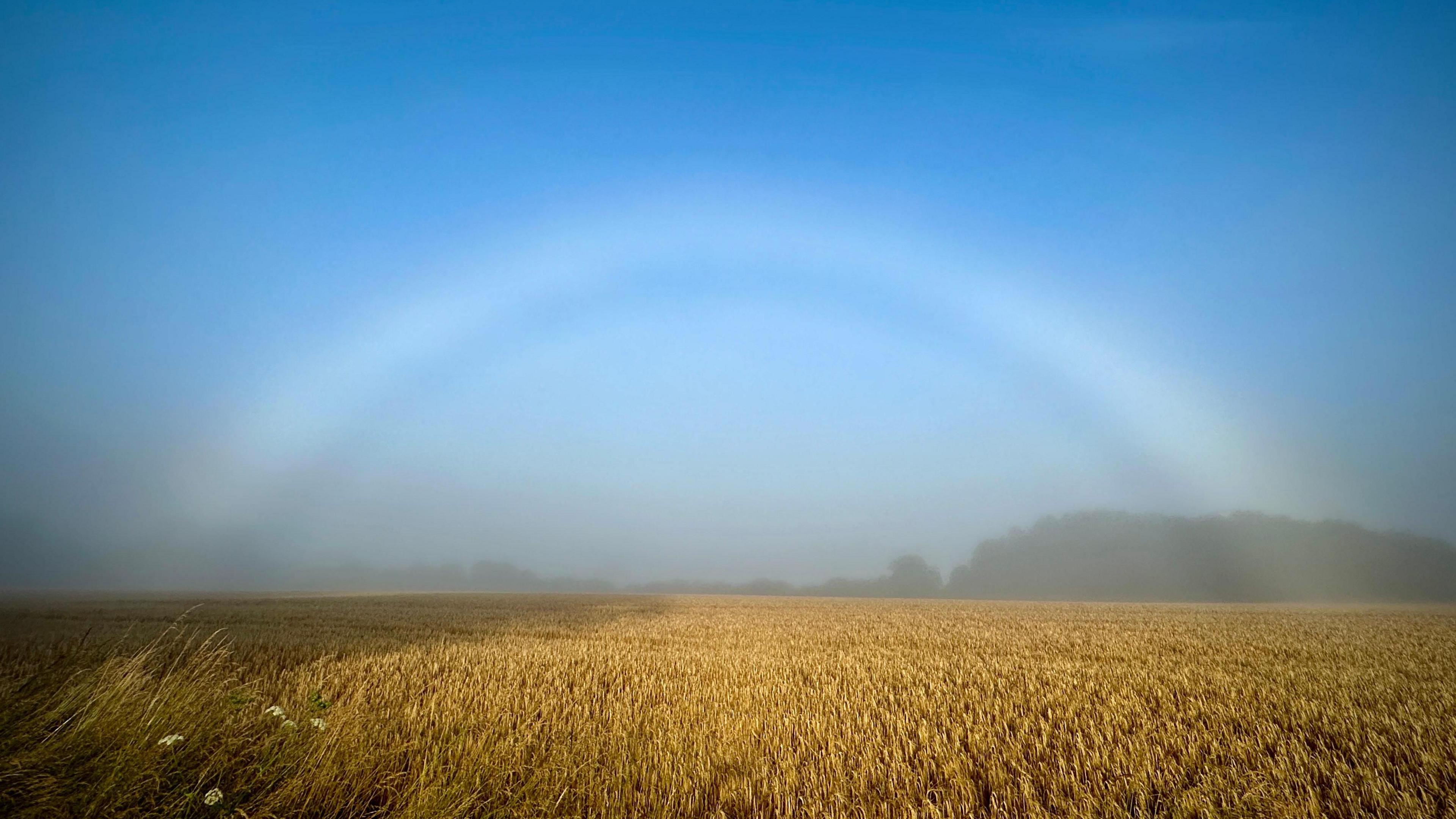 A field of wheat below a bright blue sky. Bending through the sky is a fog bow arching over the field