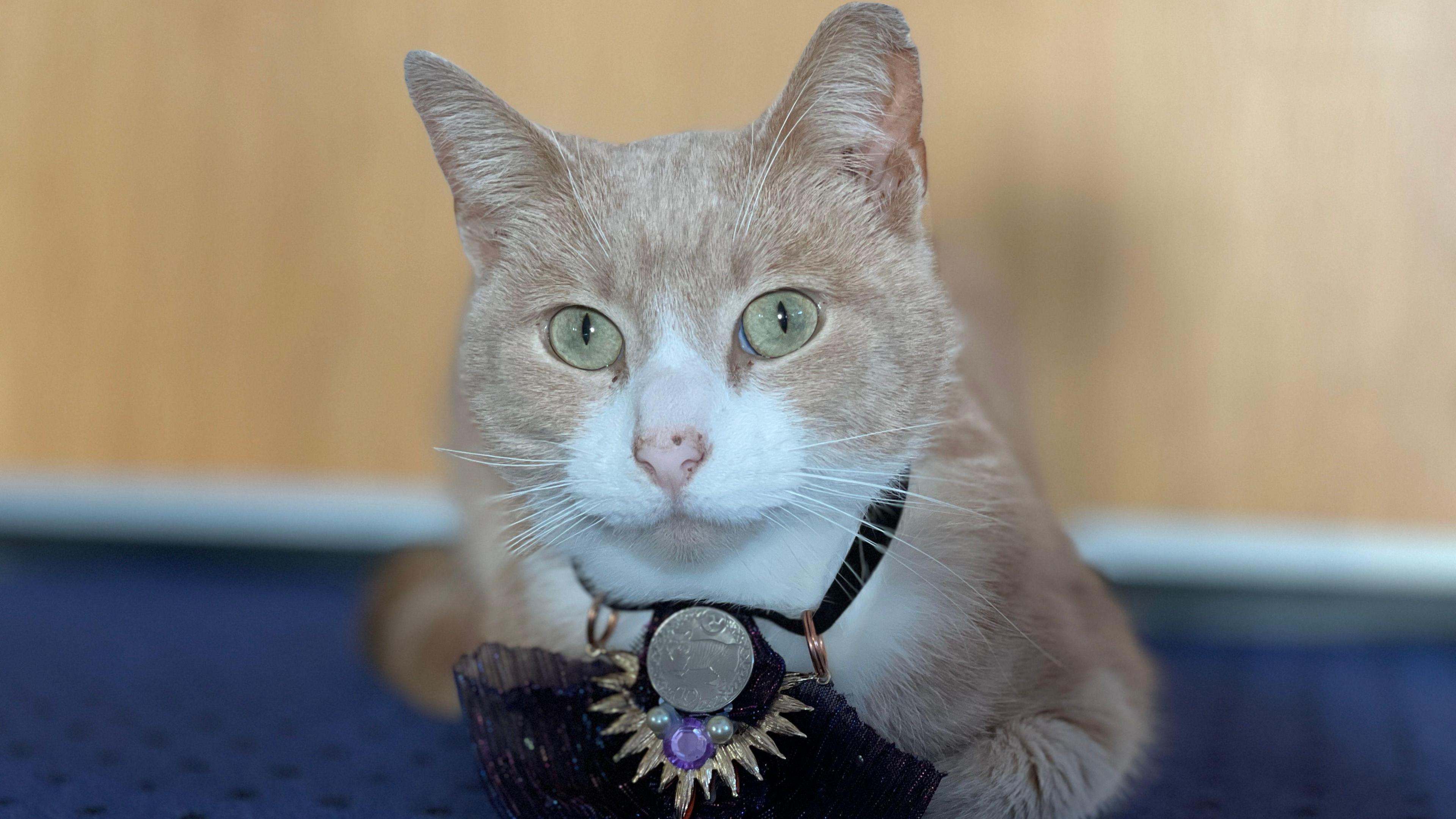 Thomas, a light ginger coloured cat with a white face and chest, wearing his ceremonial collar, which black and features a gold design around a silver disc that has an image of a Manx cat on it along with three coloured stones. Thomas is sitting in the blue carpet in the Ramsey Town Hall Library.