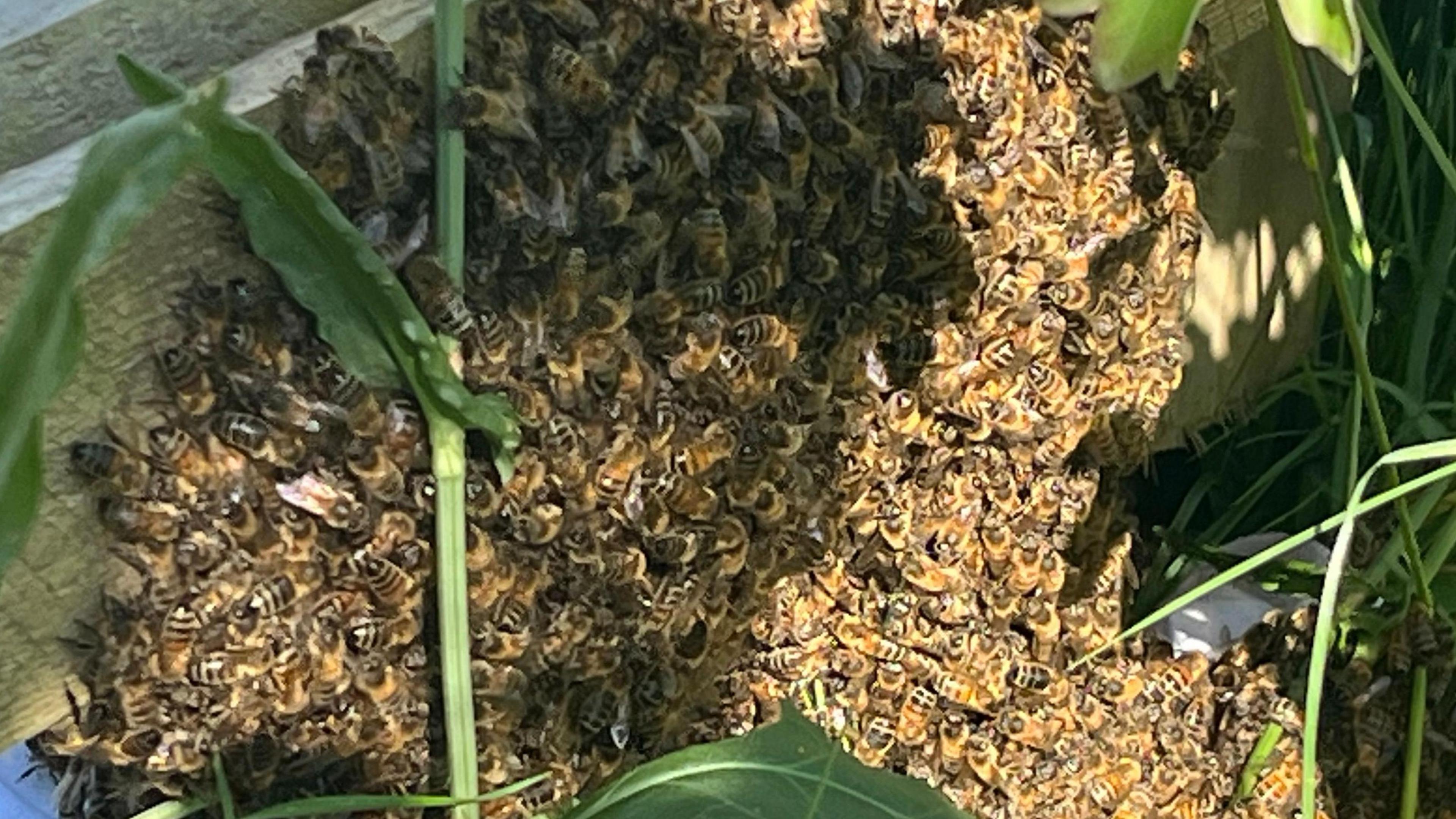 A swarm of bees gathered on a plant.