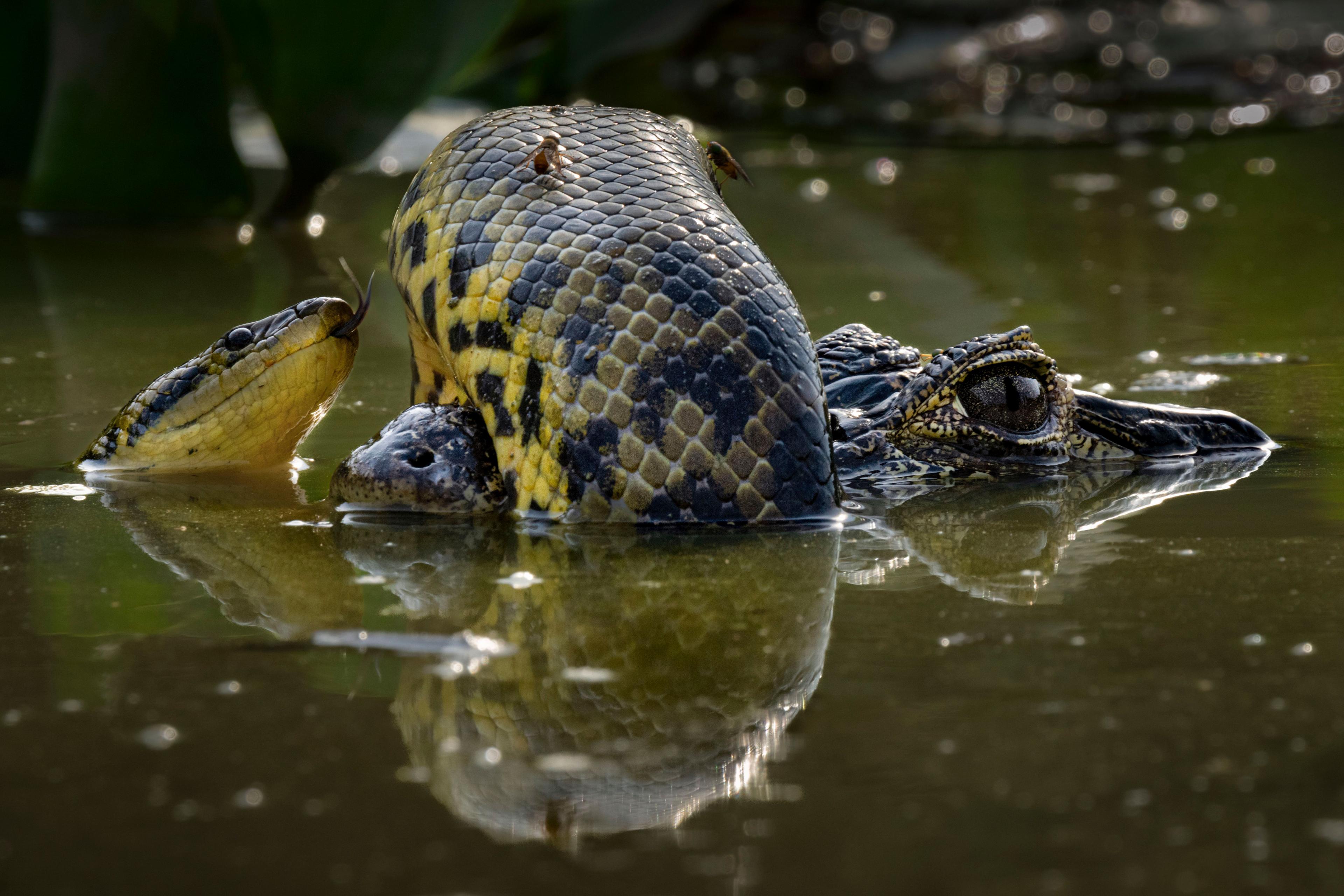 anaconda coiled around a yacare caiman's snout  