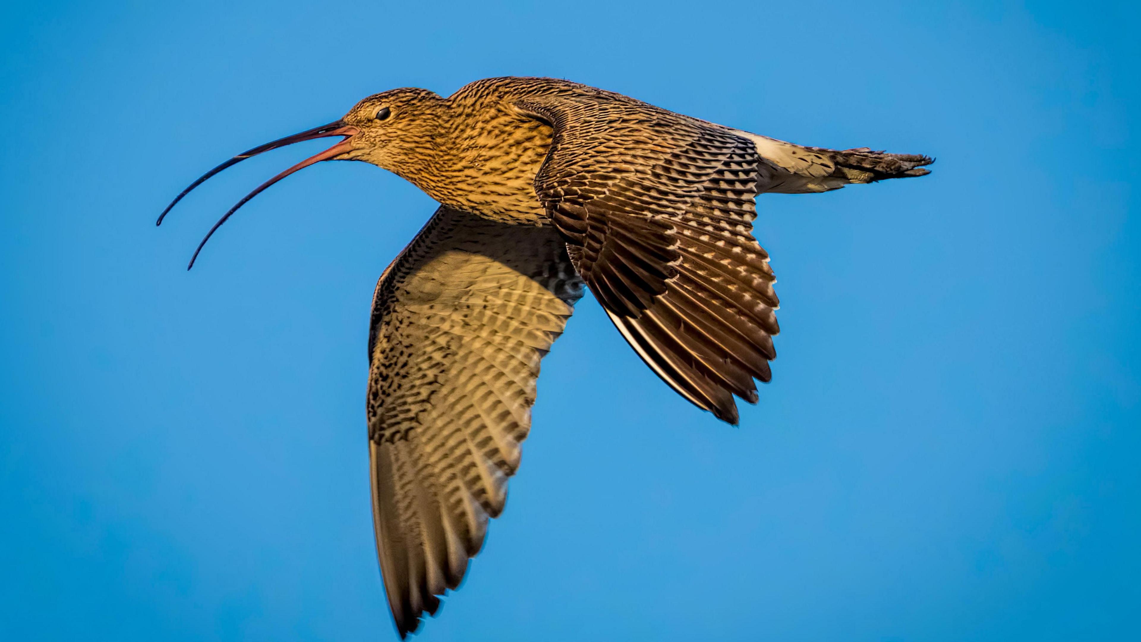 curlew flying