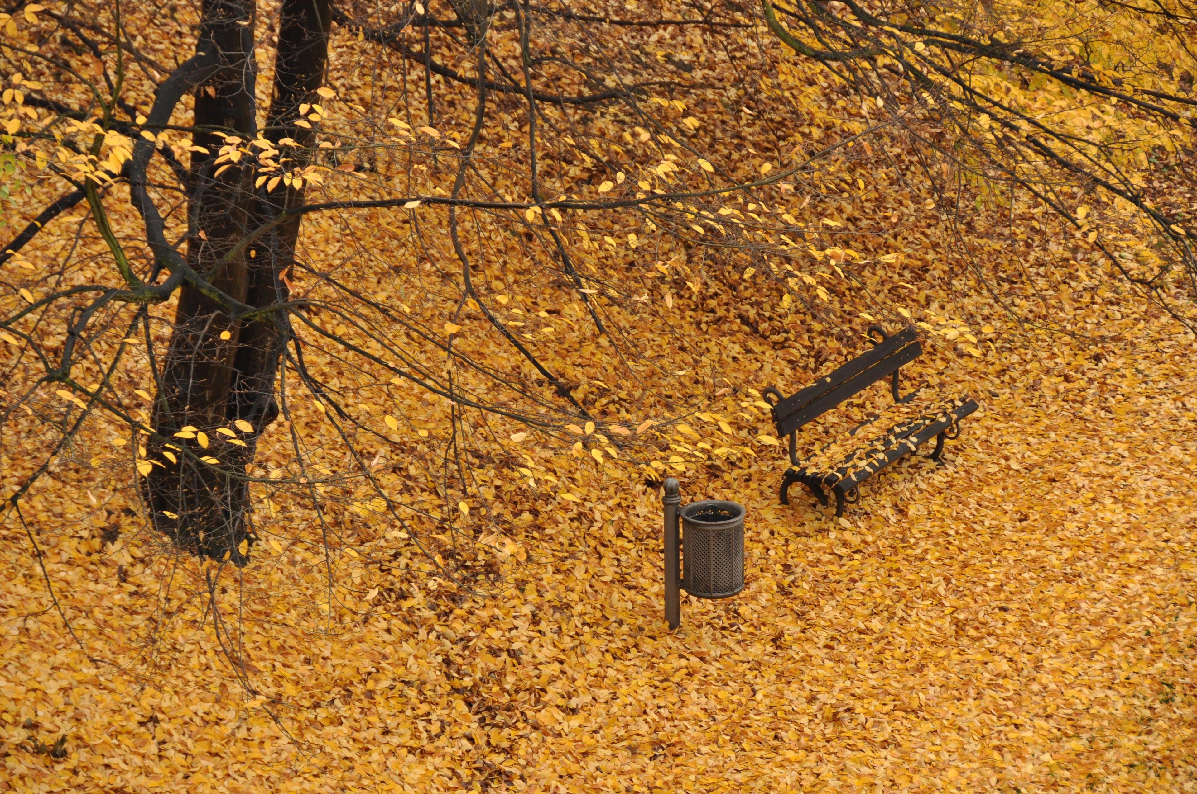 Autumn leaves cover the ground