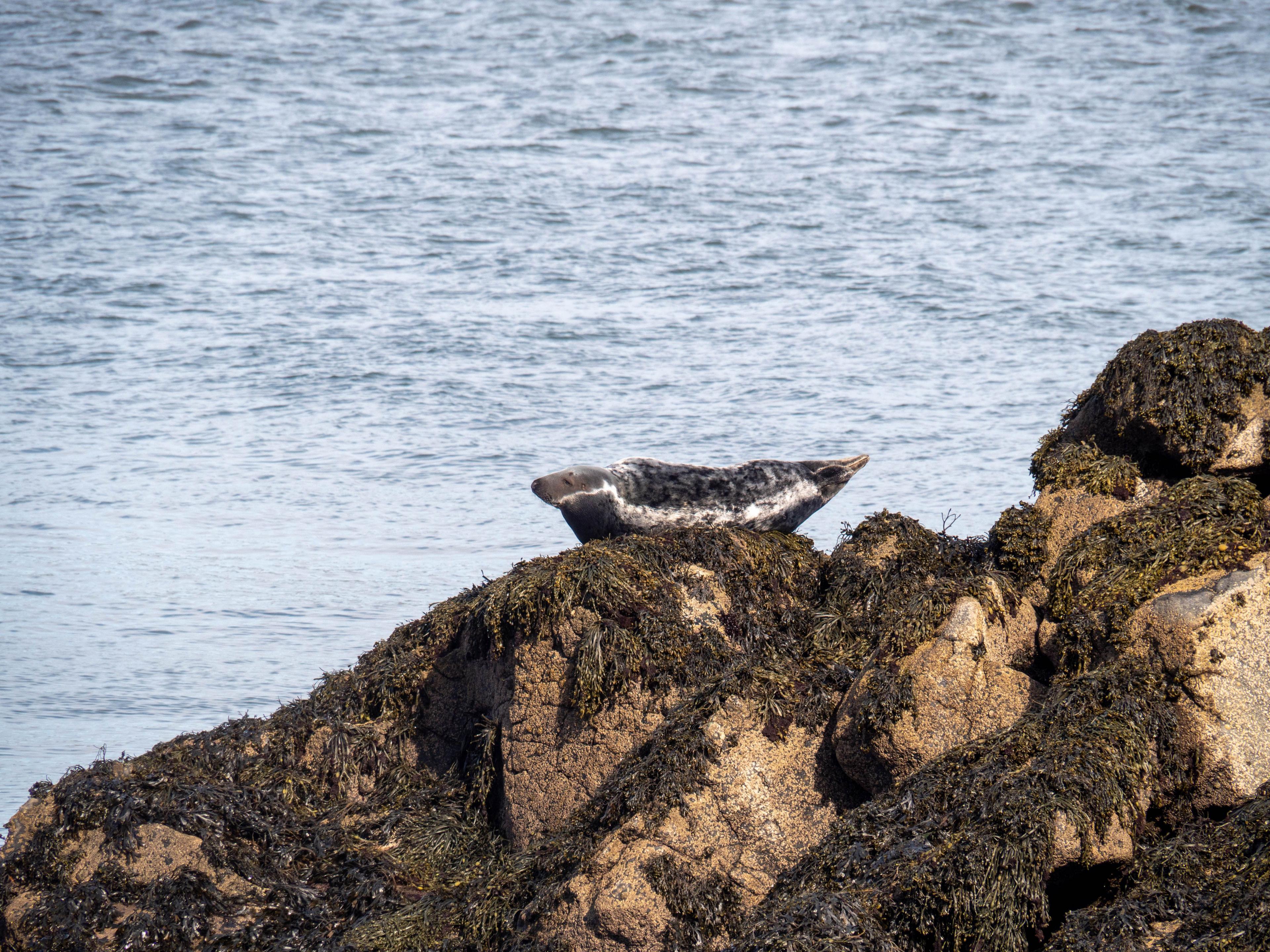 Seal lying on a rock by the sea