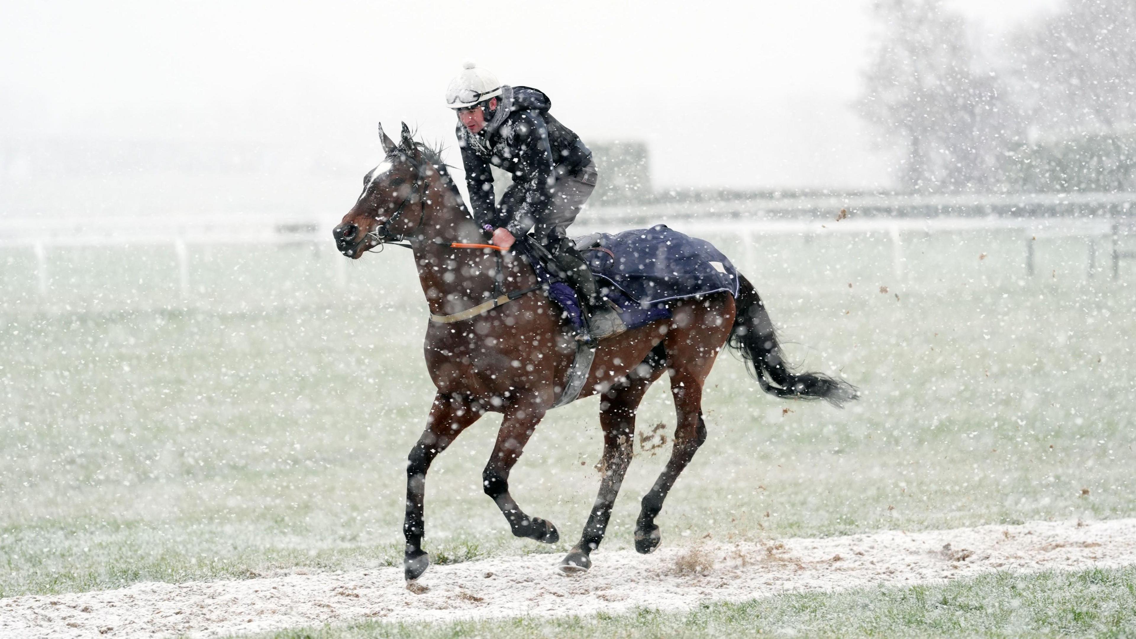 Horse in the snow at Cheltenham Racecourse running along with a jockey on its back.