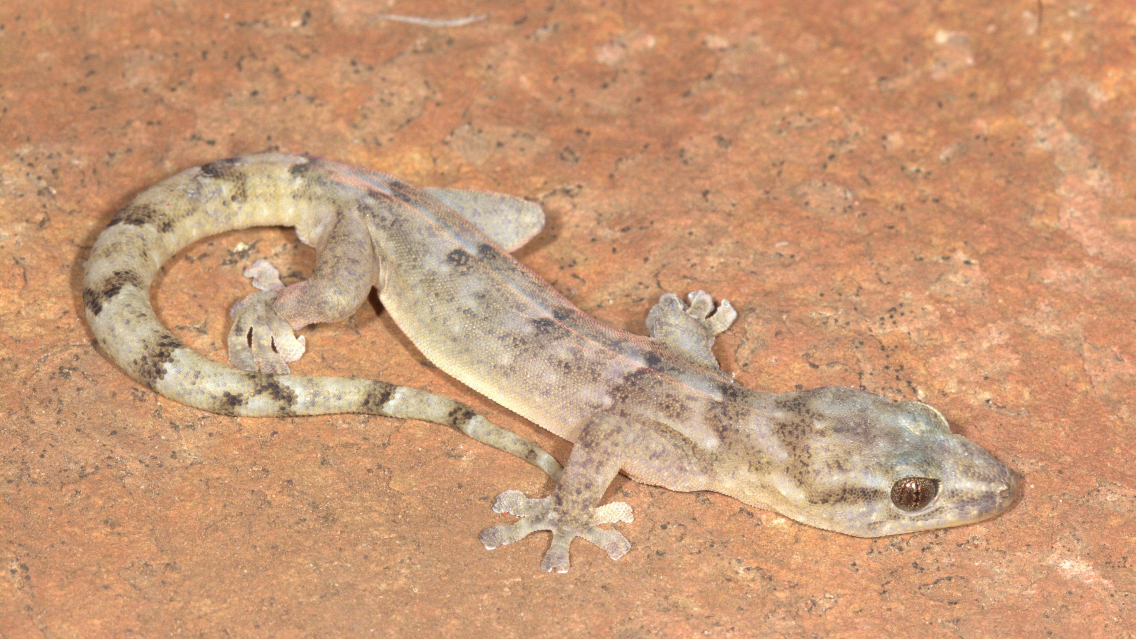 Adult female Blyde Rondavel Flat Gecko (Afroedura rondavelica) - one of several individuals that were seen or captured during the expedition.