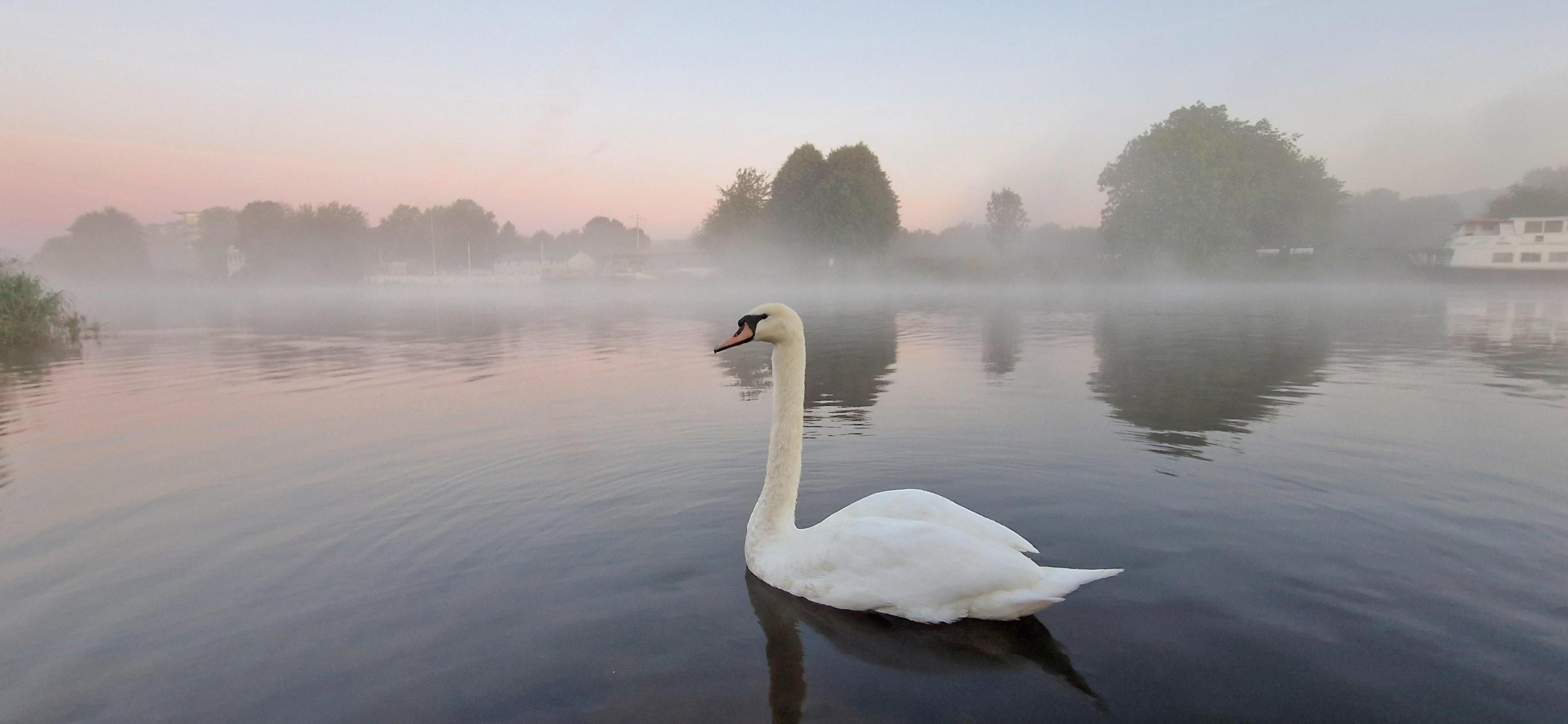 A beautiful and calming shot as the fog sits gently on water. A white swan is in the foreground and the sky behind is a dusty pink