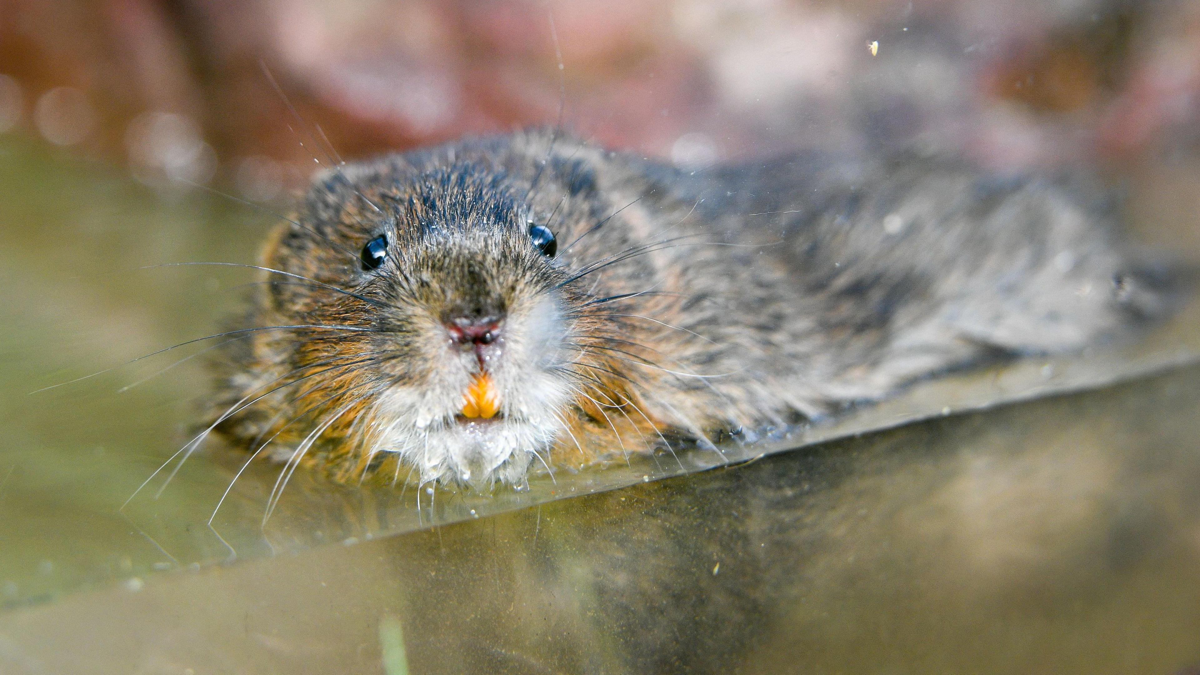 A water vole swimming. It has brown fur, small black eyes and a small nose. Its teeth are sticking out slightly. It is looking directly at the camera 