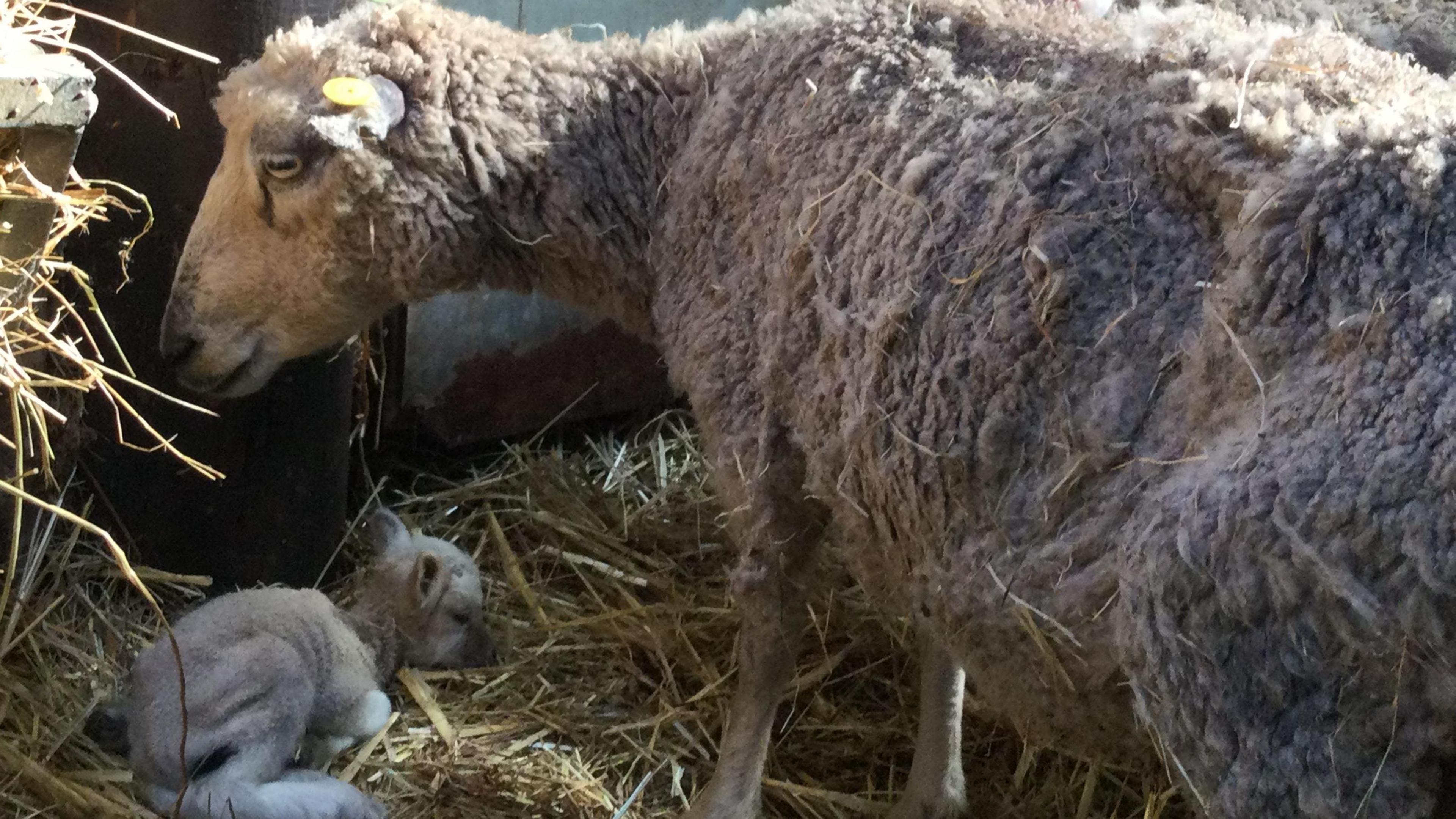 A ragged looking sheep standing over a lamb that is lying down in the hay.