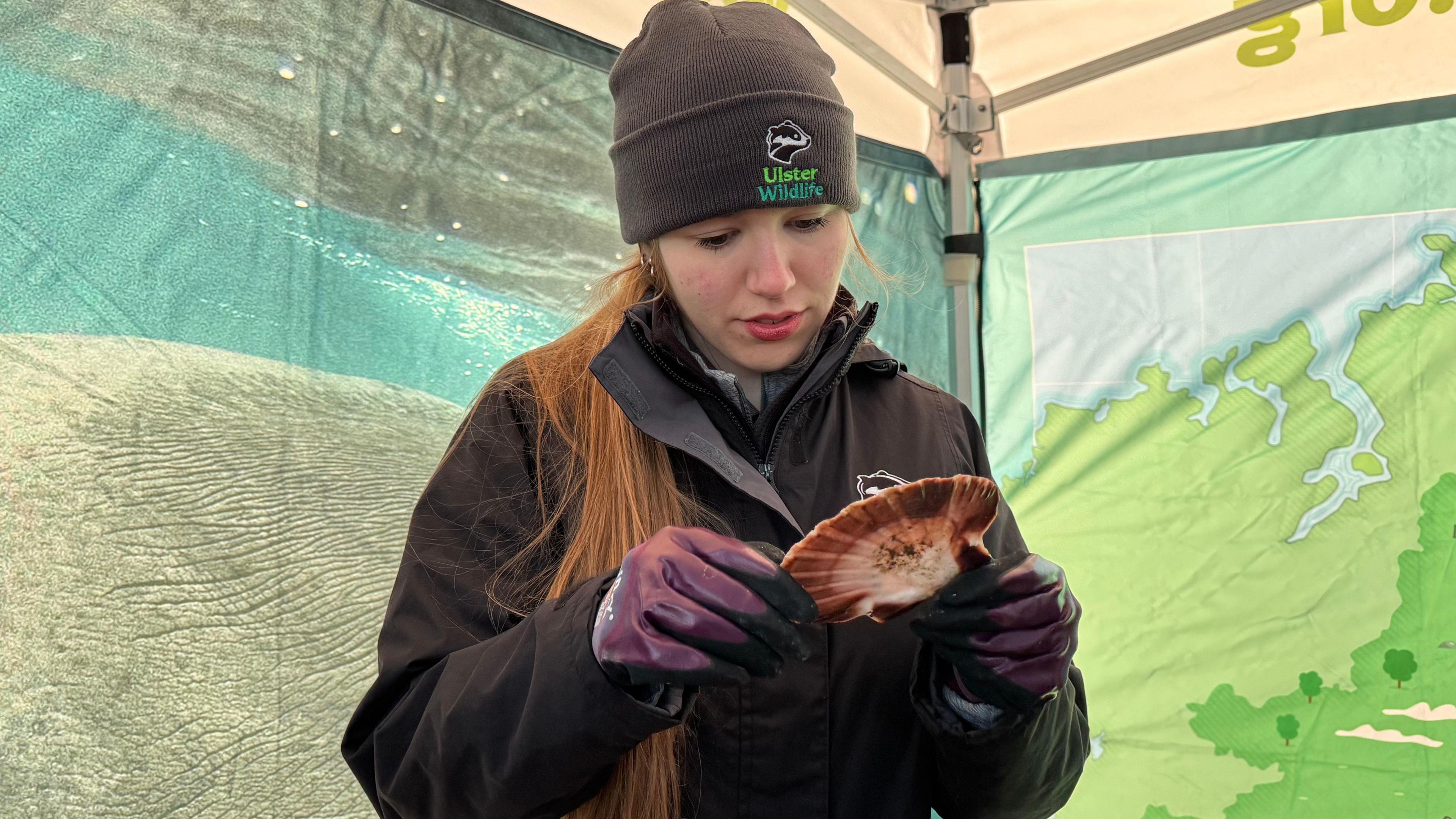 Ulster Wildlife's Marine Project Officer Jade Kirkpatrick counts spats on a scallop shell.