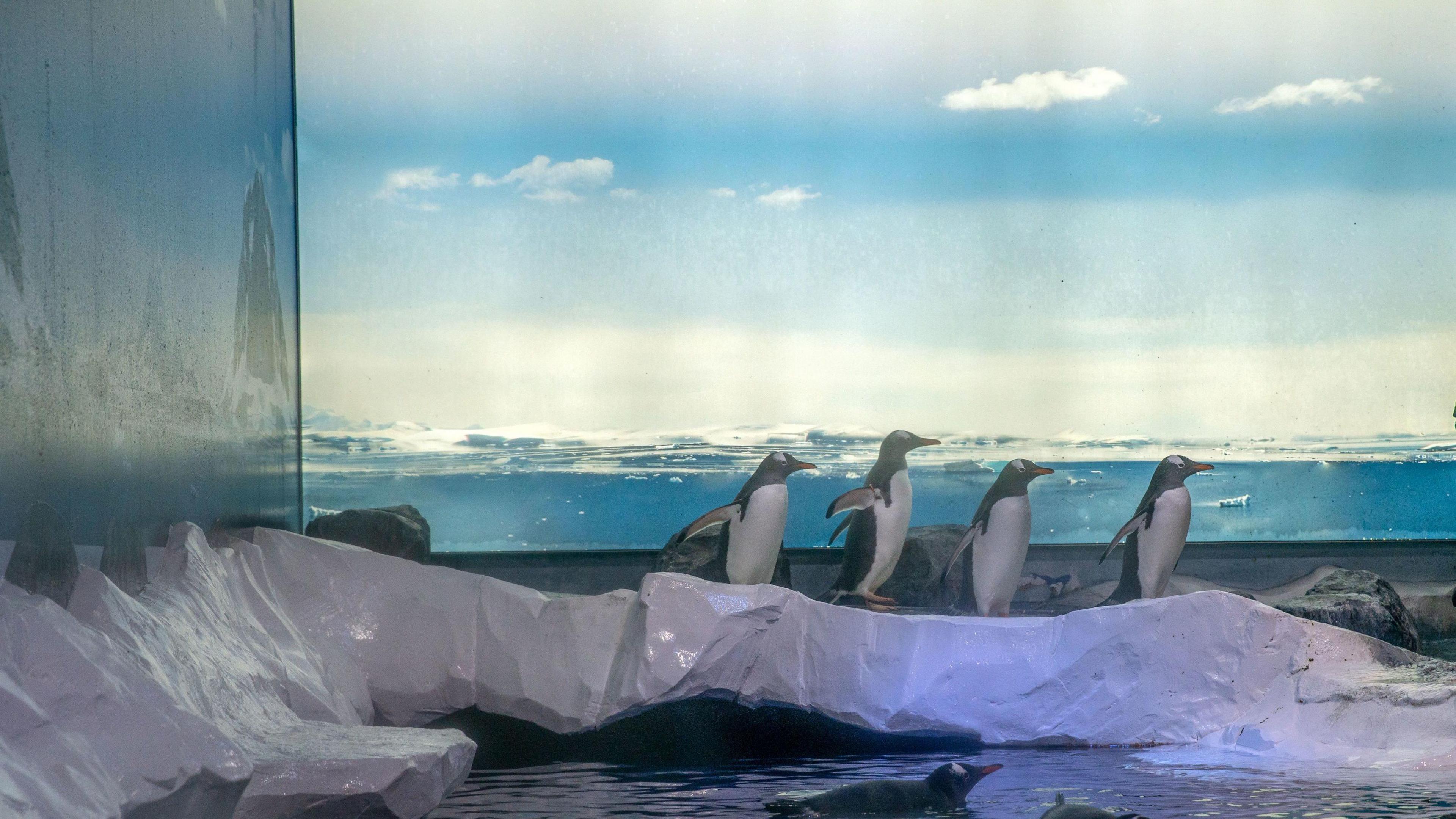 Four penguins at an enclosure, standing on fake ice next to a painted backdrop of what appears to be the Antarctic