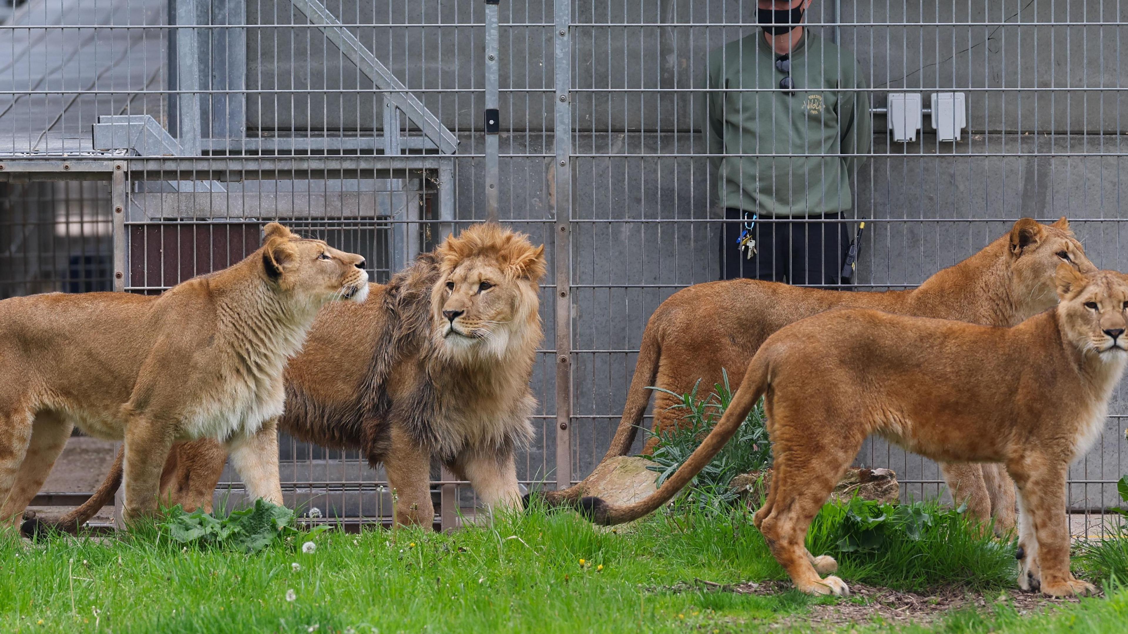 Four light brown lions in fairly lush grassland with a caged area and guard in the background of the image. 