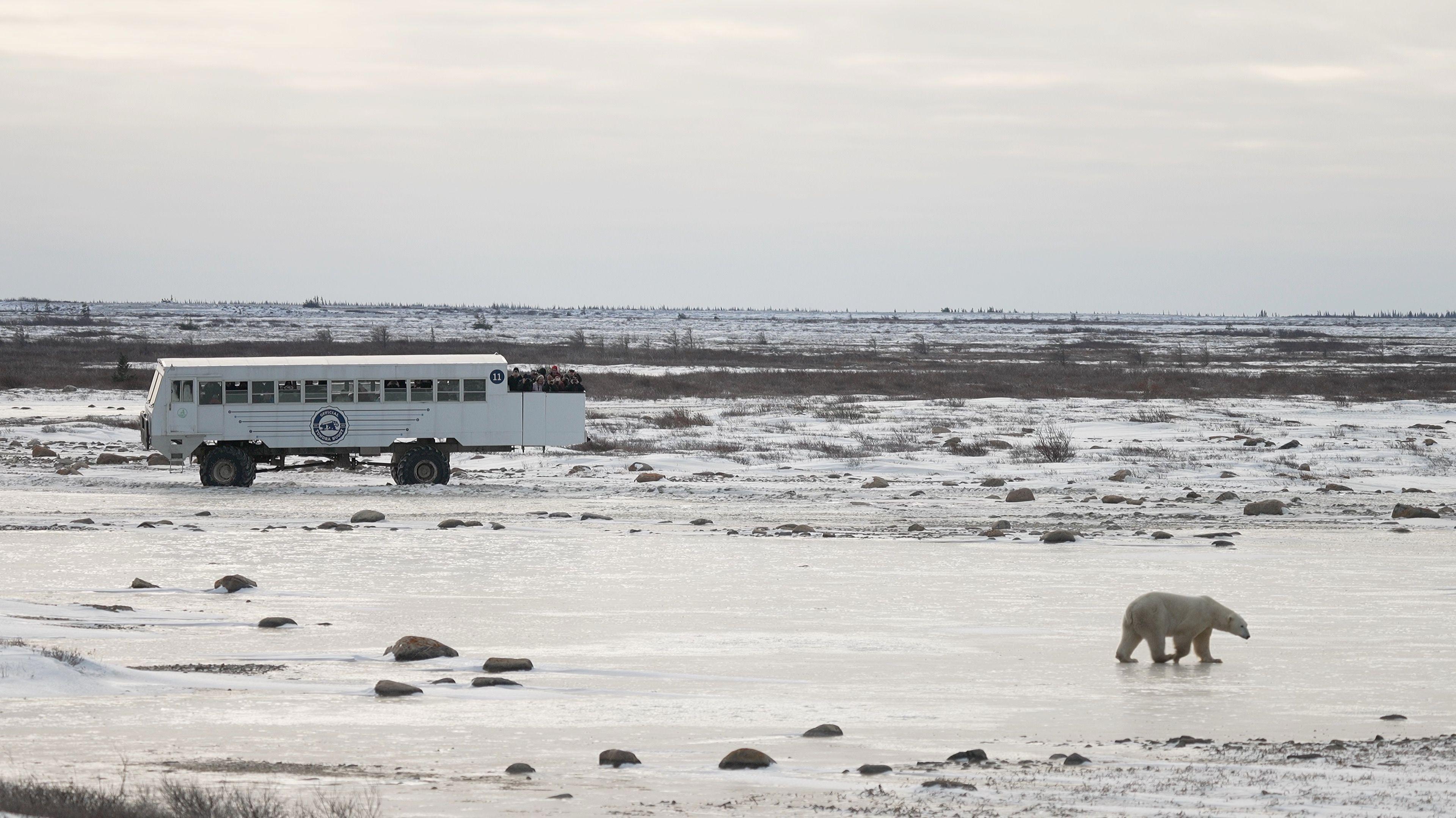 A polar bear walks along the tundra close to a large vehicle called a tundra buggy that has people on board 