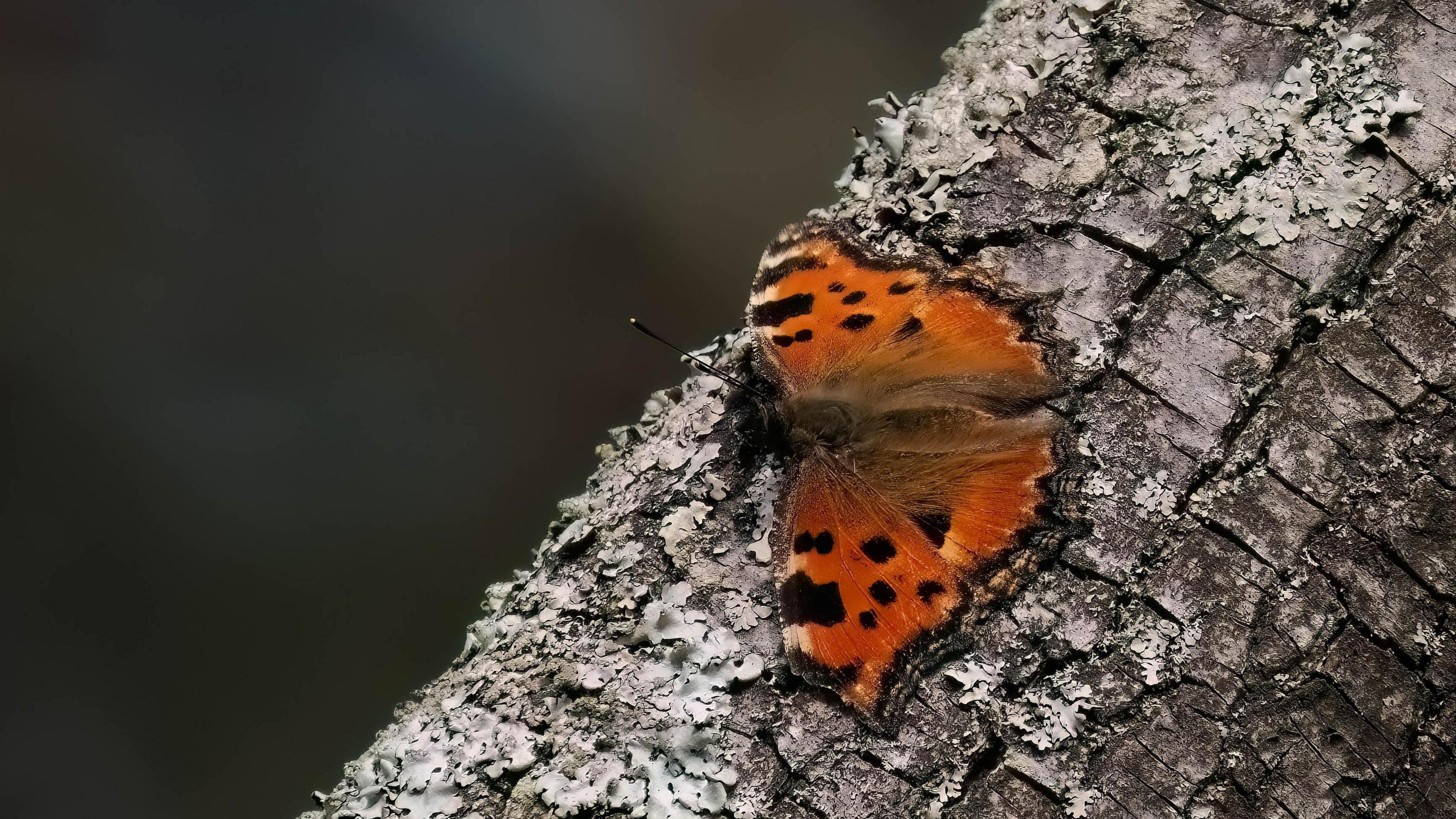 Large Tortoiseshell butterfly.