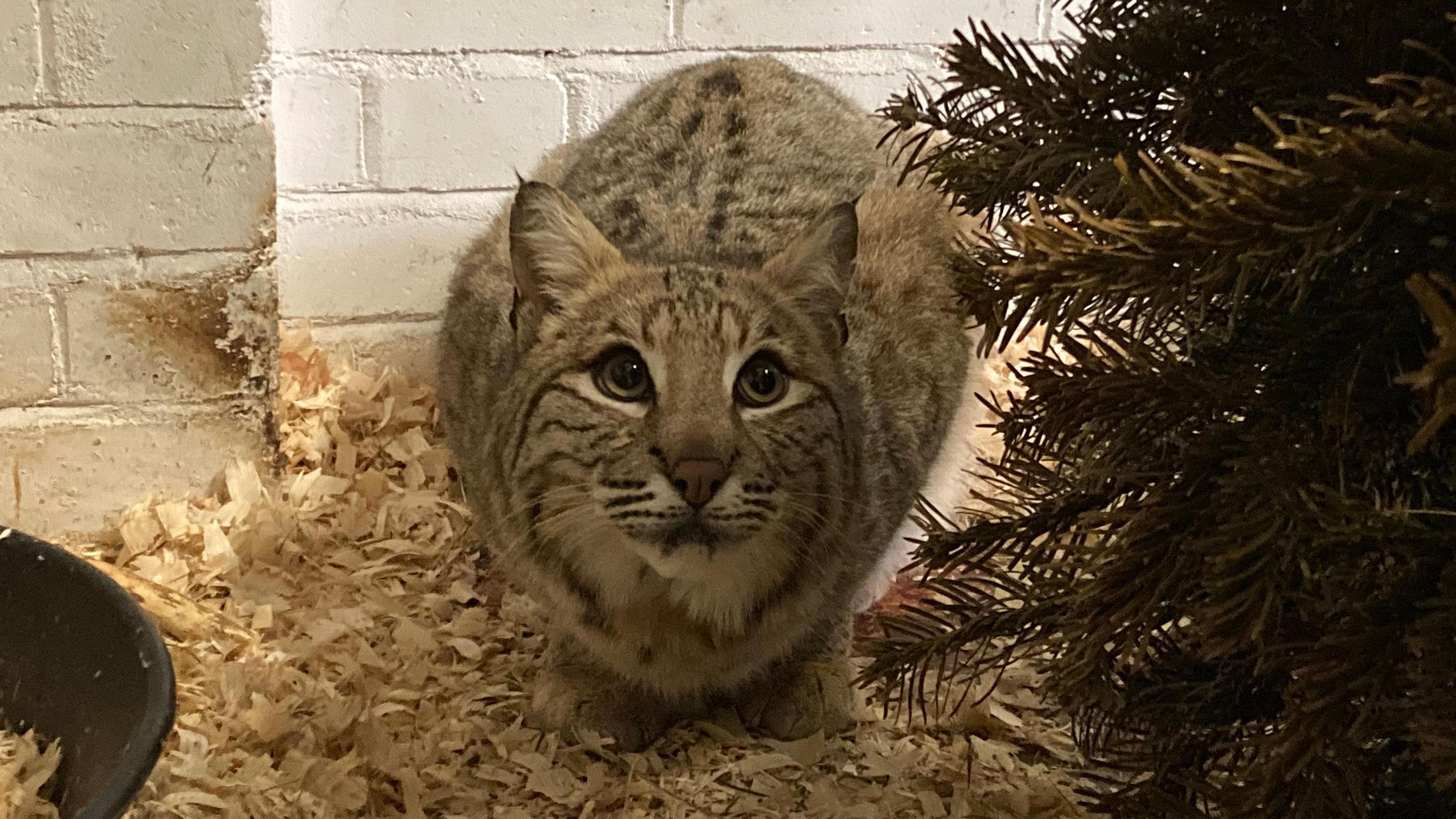 Bode the bobcat is sitting and looking up at the camera. He has tabby fur and yellow eyes. His ears are pointy.