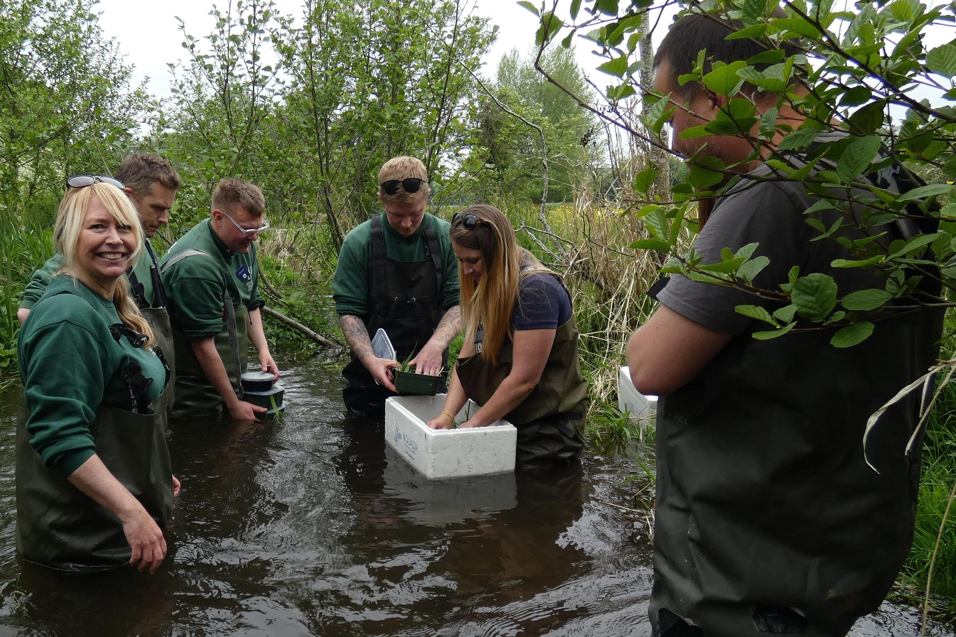 A team retrieving female white-clawed crayfish from a stream in North Norfolk