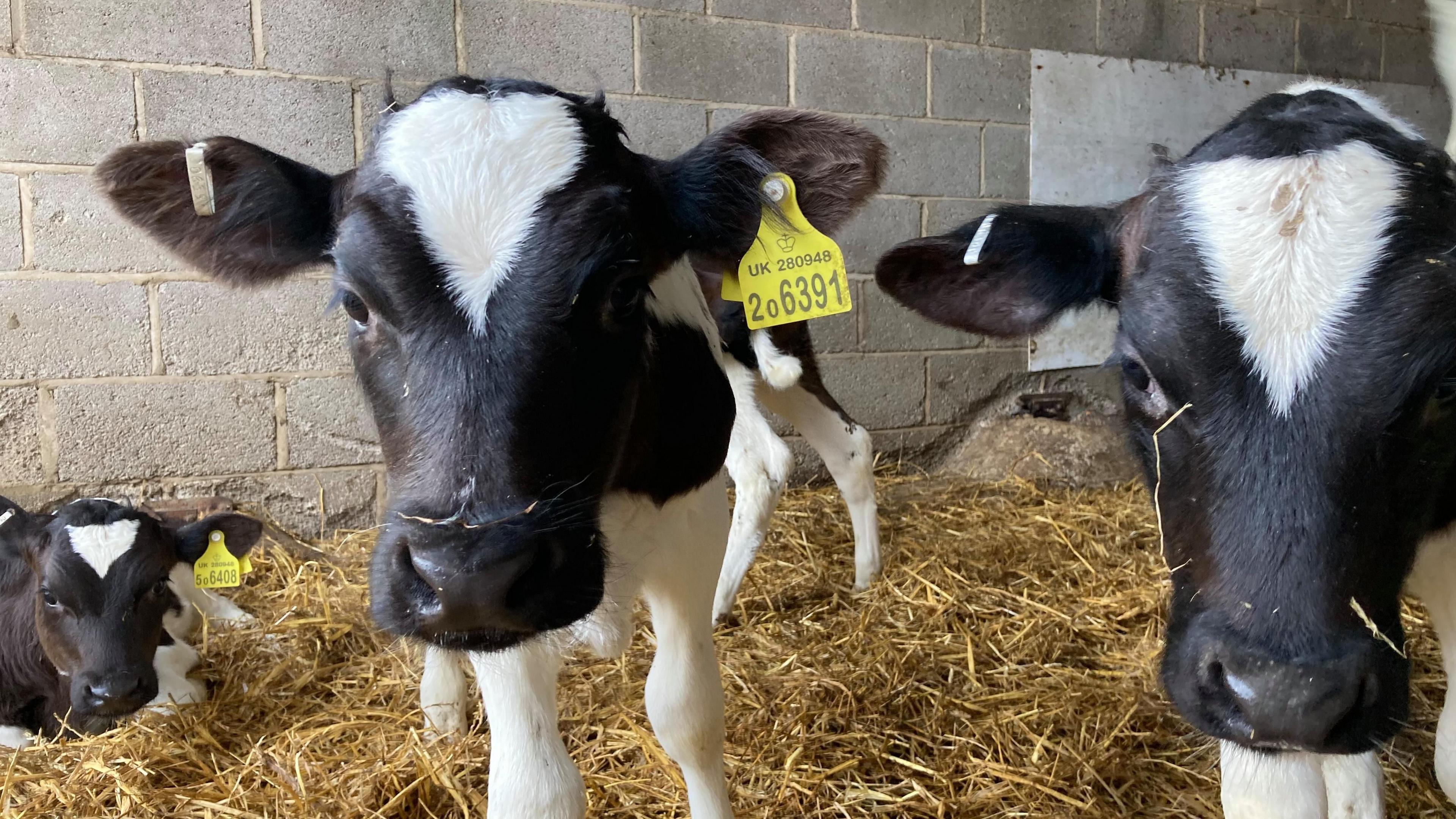 Two black and white calves investigating the camera 