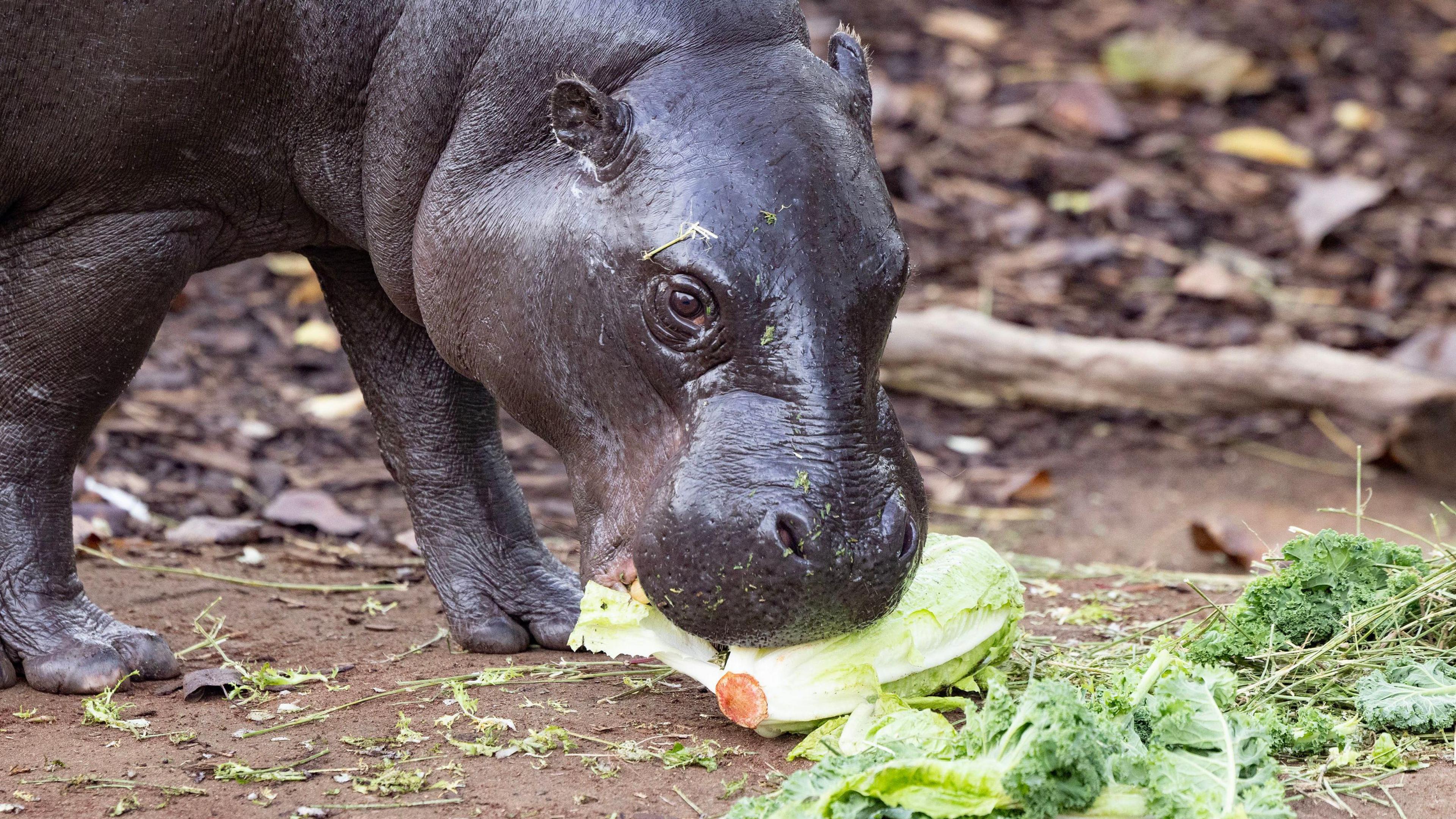 A Pygmy Hippo with dark-coloured skin eats a bright green lettuce from a pile of vegetables on the dirt floor in her enclosure