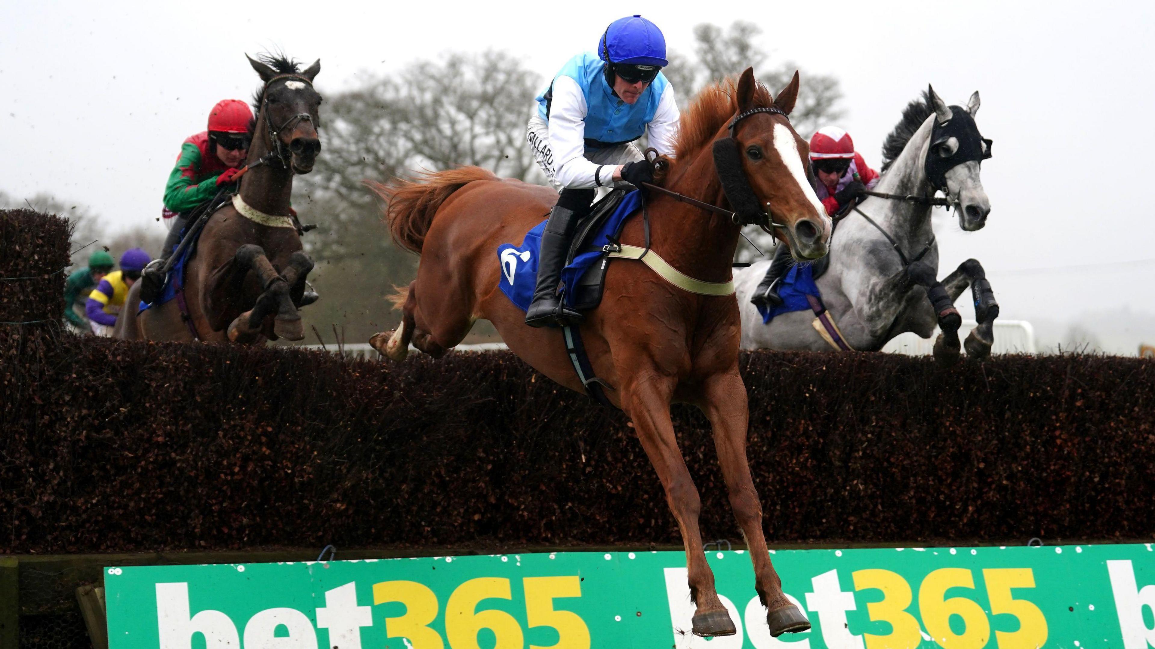 Three horses and their riders are jumping over a hurdle. The middle horse is brown and the rider is wearing a blue and white jersey with a blue cap.