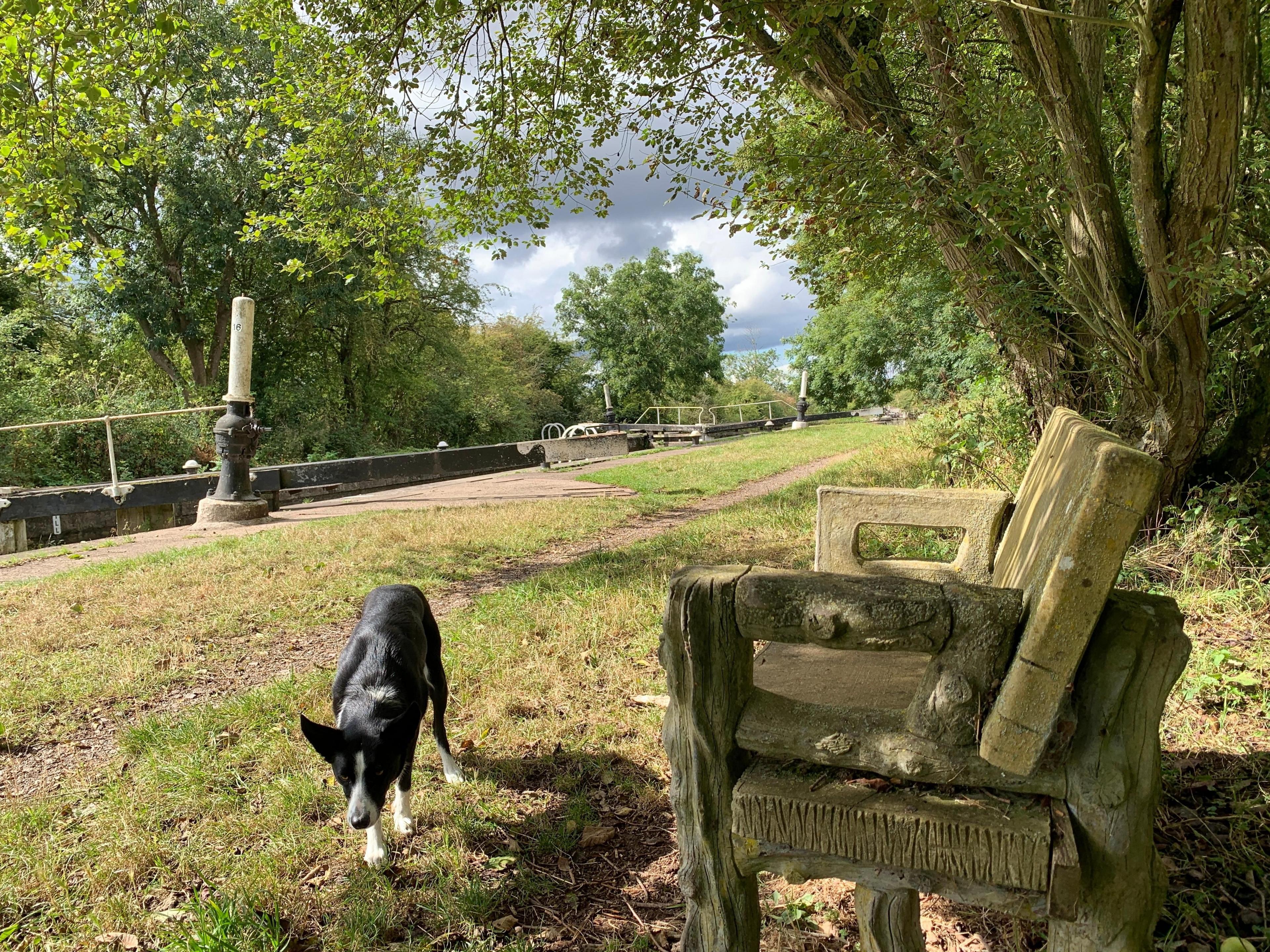 A black and white collie-type dog on a canal towpath with a carved wooden bench in the foreground. Behind, the workings of a canal lock are visible.