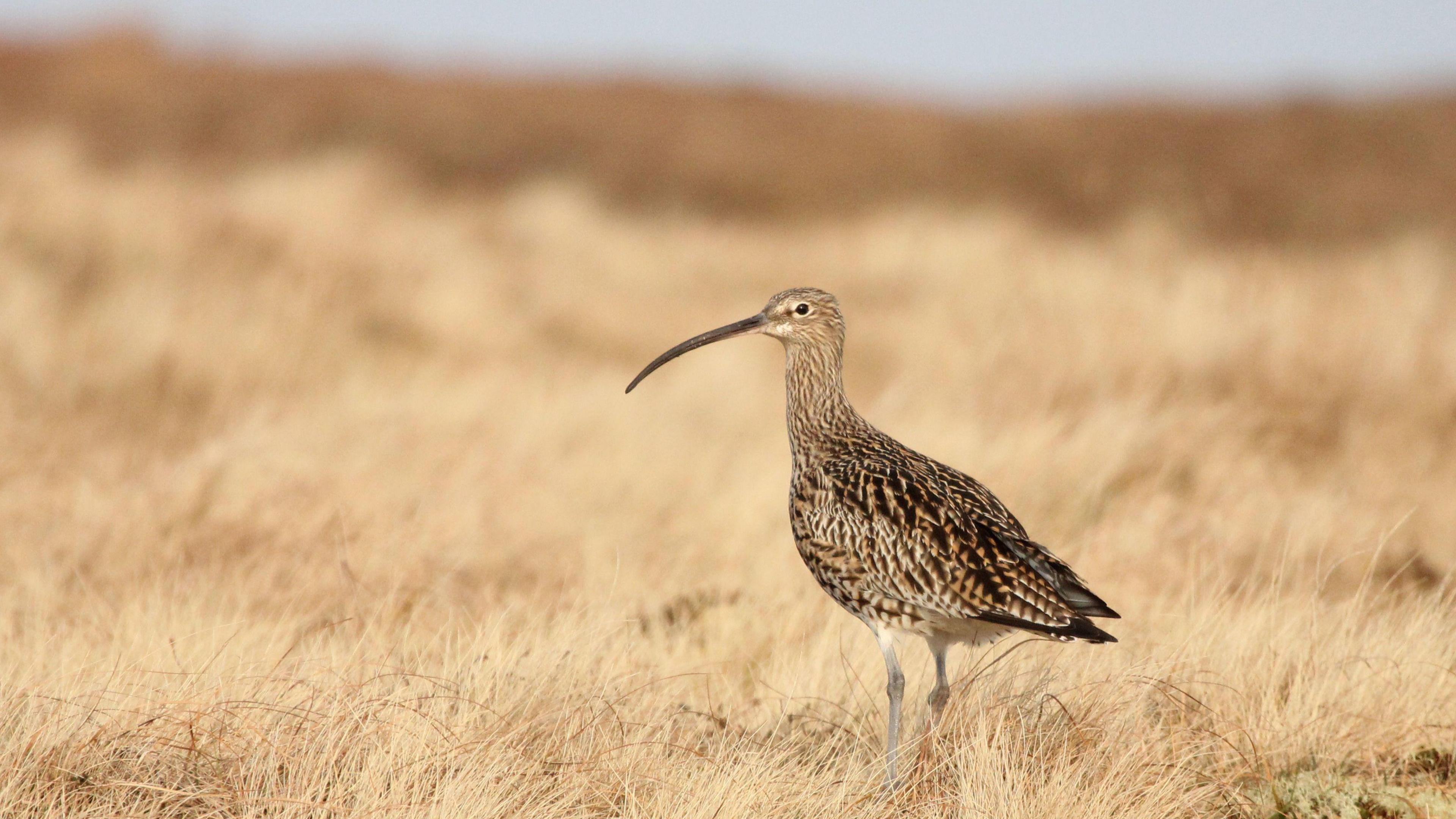 A curlew stood on brown, grassy land. It's various shades of brown, and is almost blending in with the landscape. Its long beak, almost as long as its body, stands out against the backdrop. 