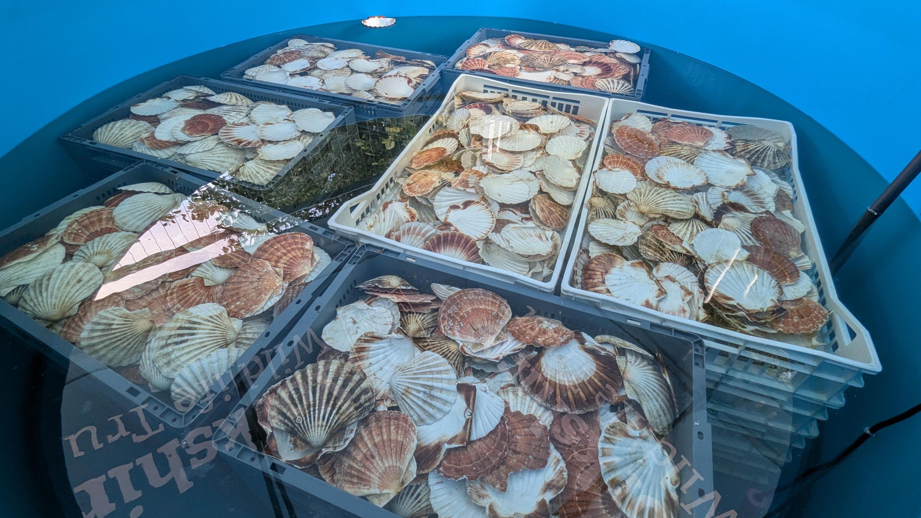 Seven crates of scallop shells.