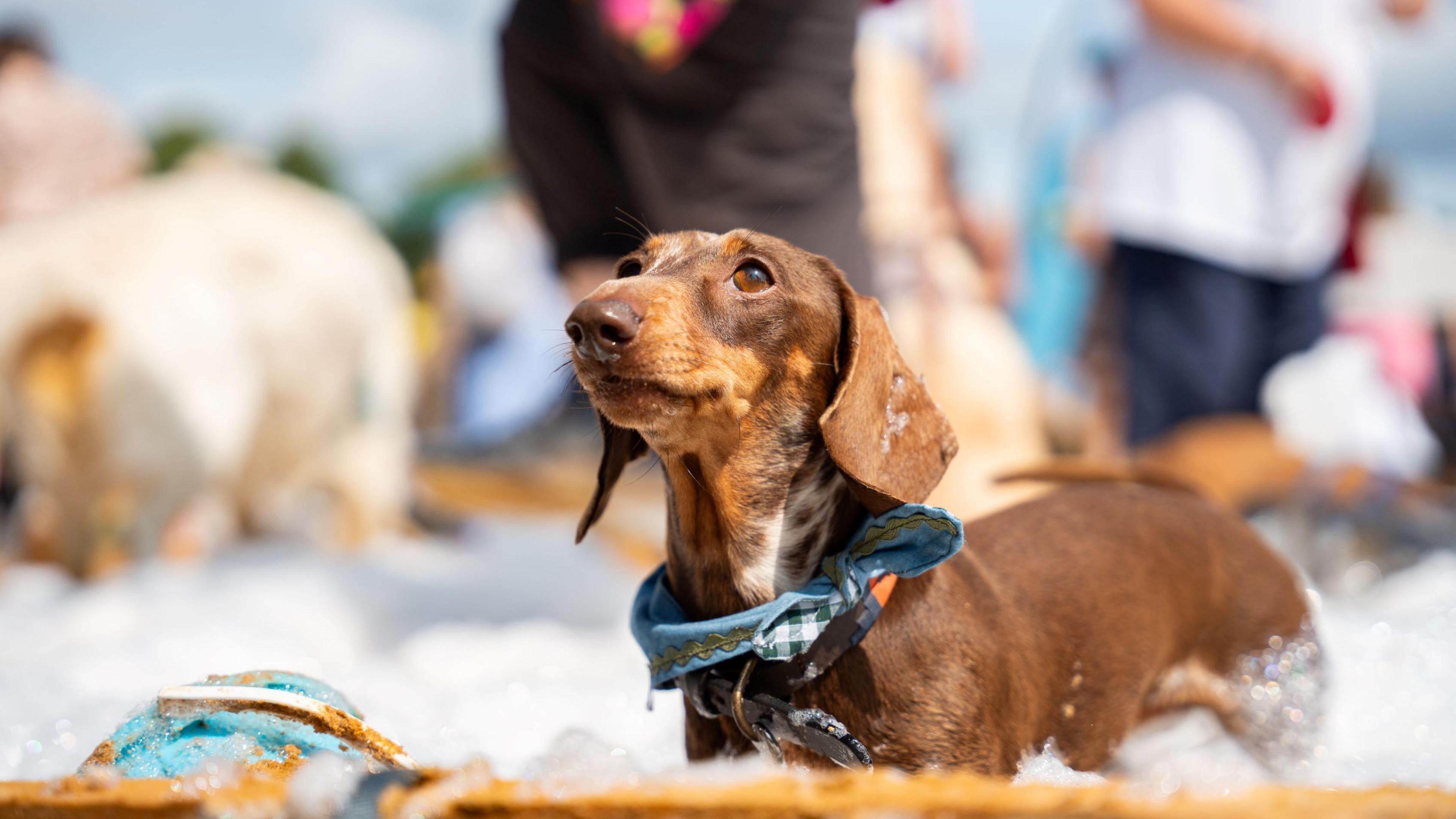 a small dog stood in some foam looking up.