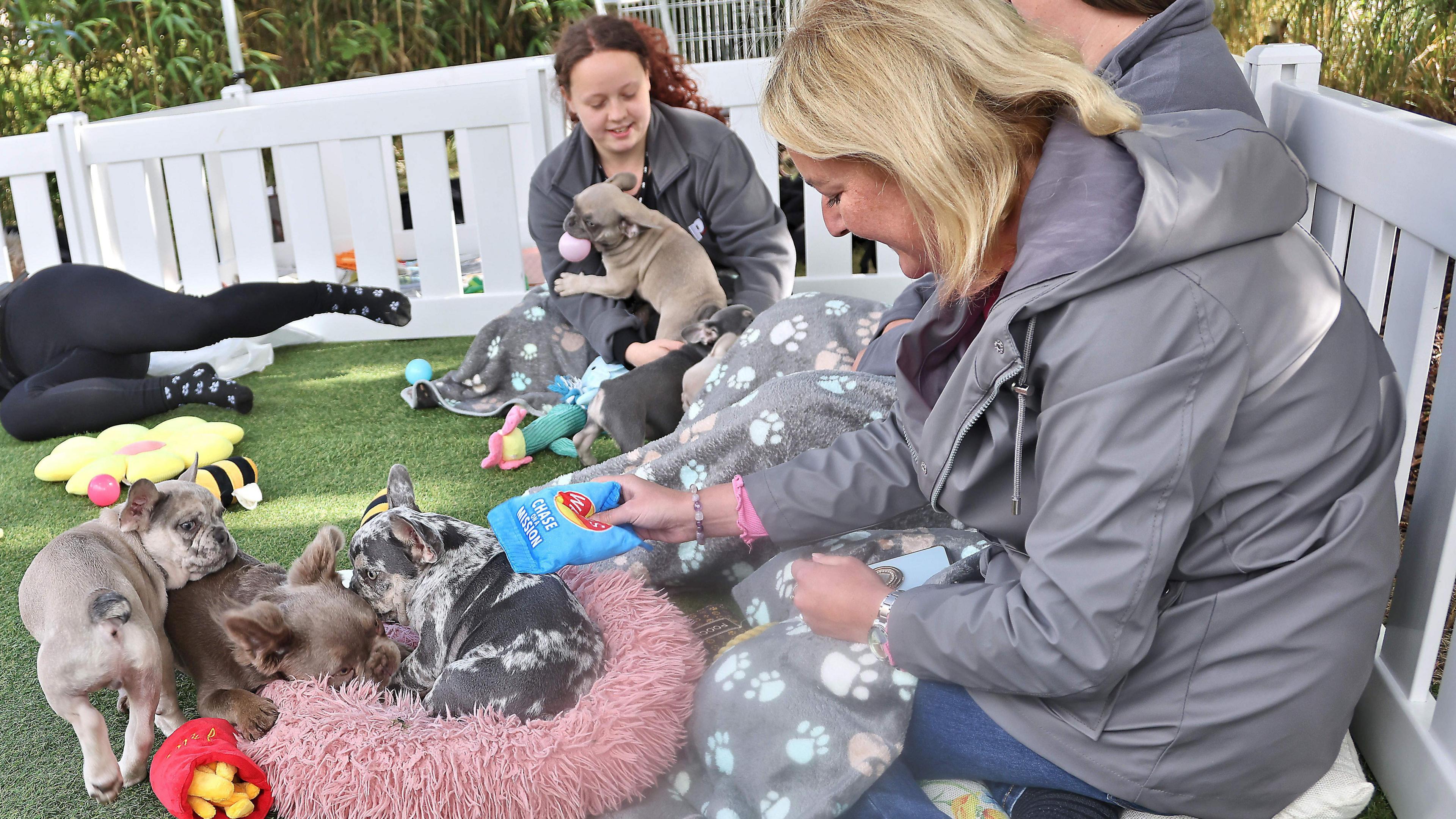 A woman with blonde hair is wearing a grey coat and holding a crisp packet shaped toy towards three puppies.
