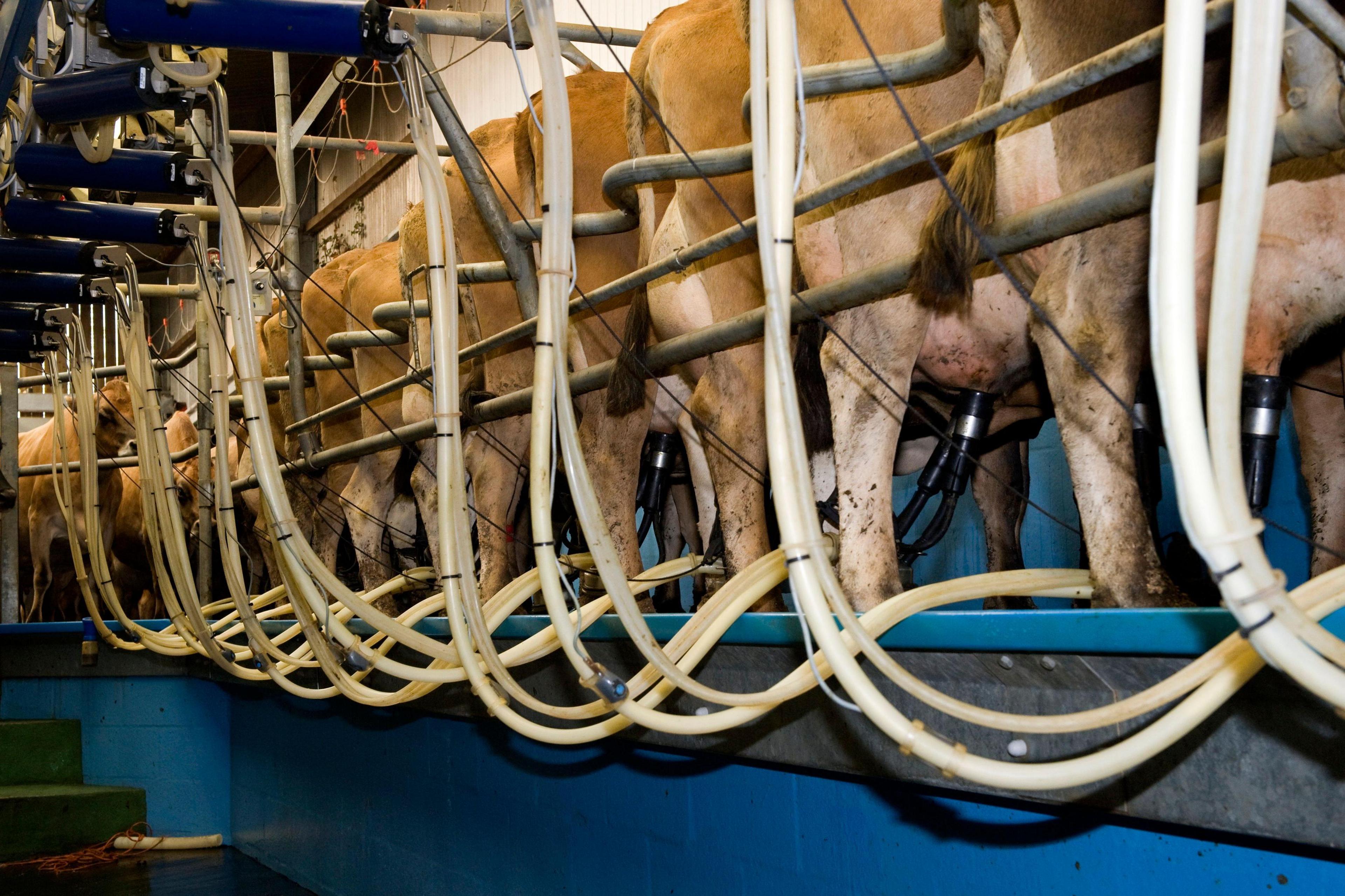Light brown Jersey cows being milked in a modern milking parlour