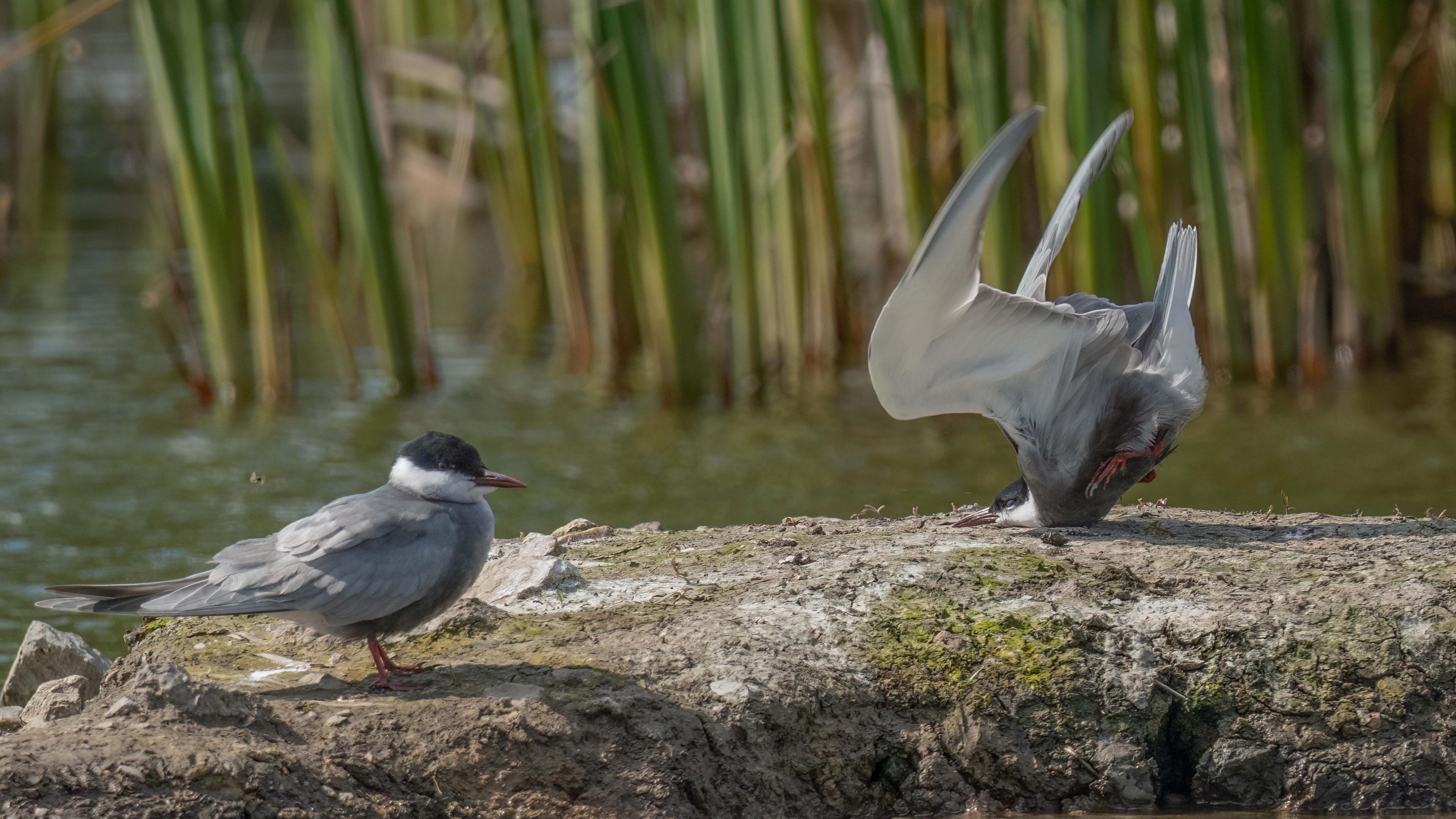 Two Whiskered tern's. One is stood on a rock while the other is landing face first into it 