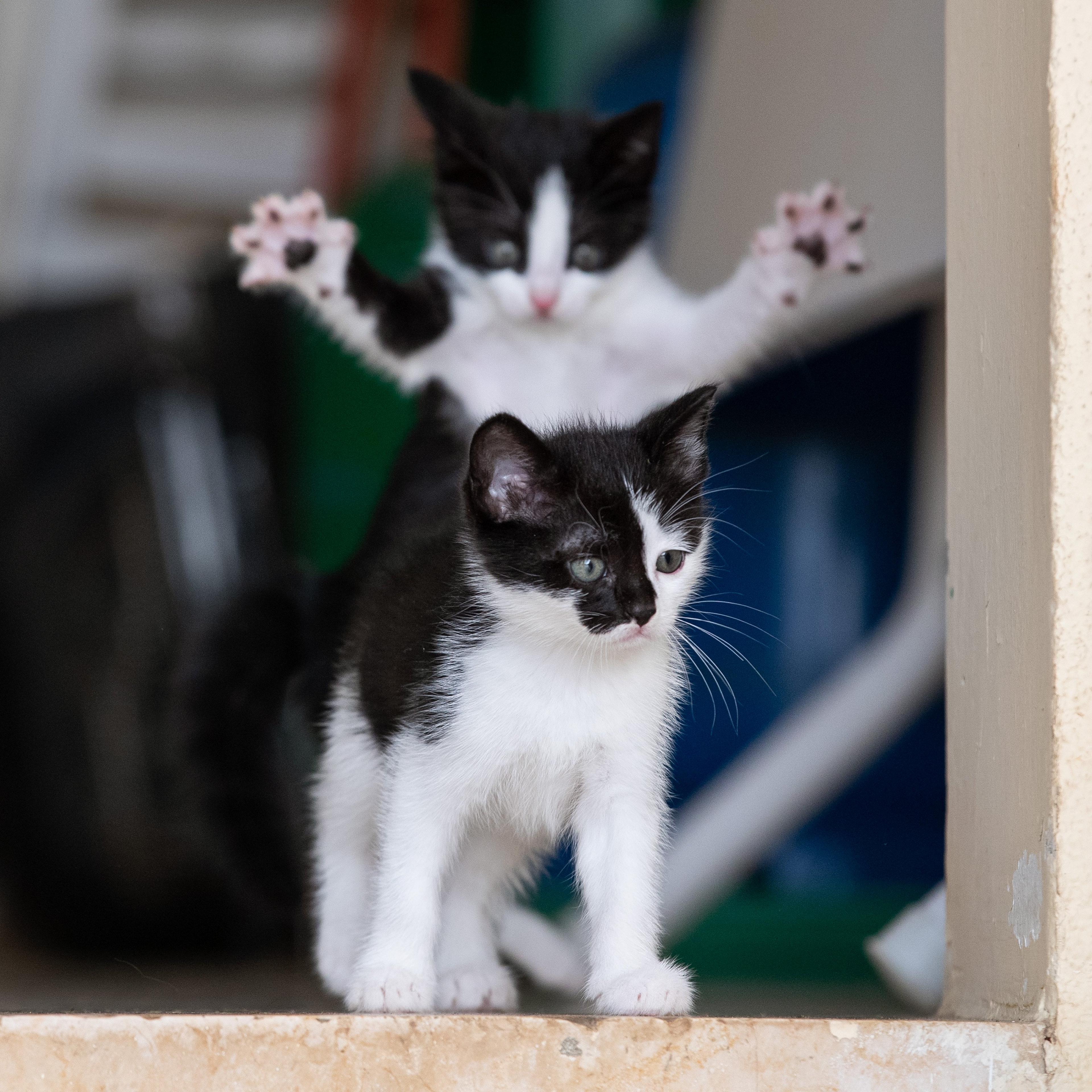 Alex and Max - rescue kittens at home in Lebanon