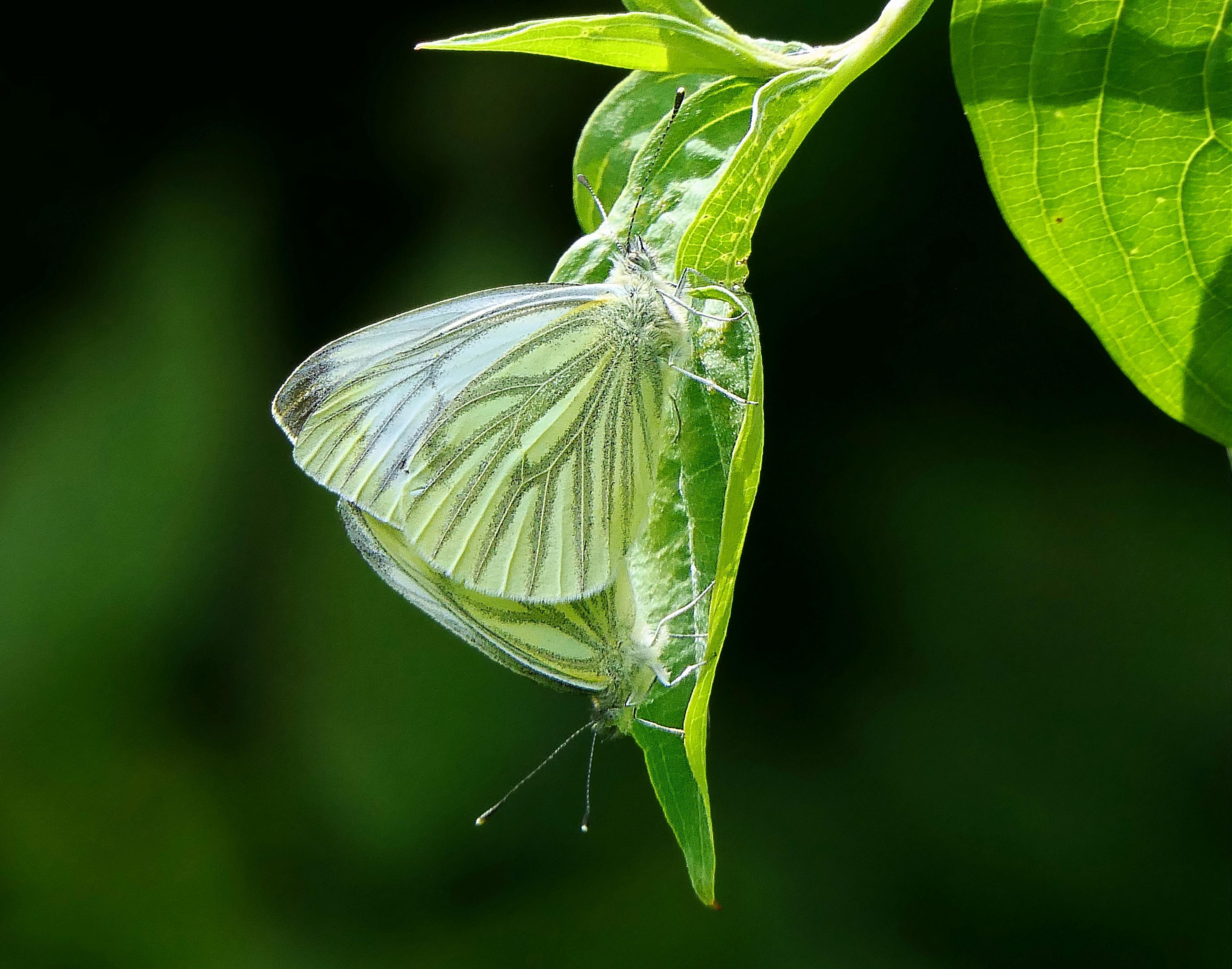 Green butterfly on a leaf, close up