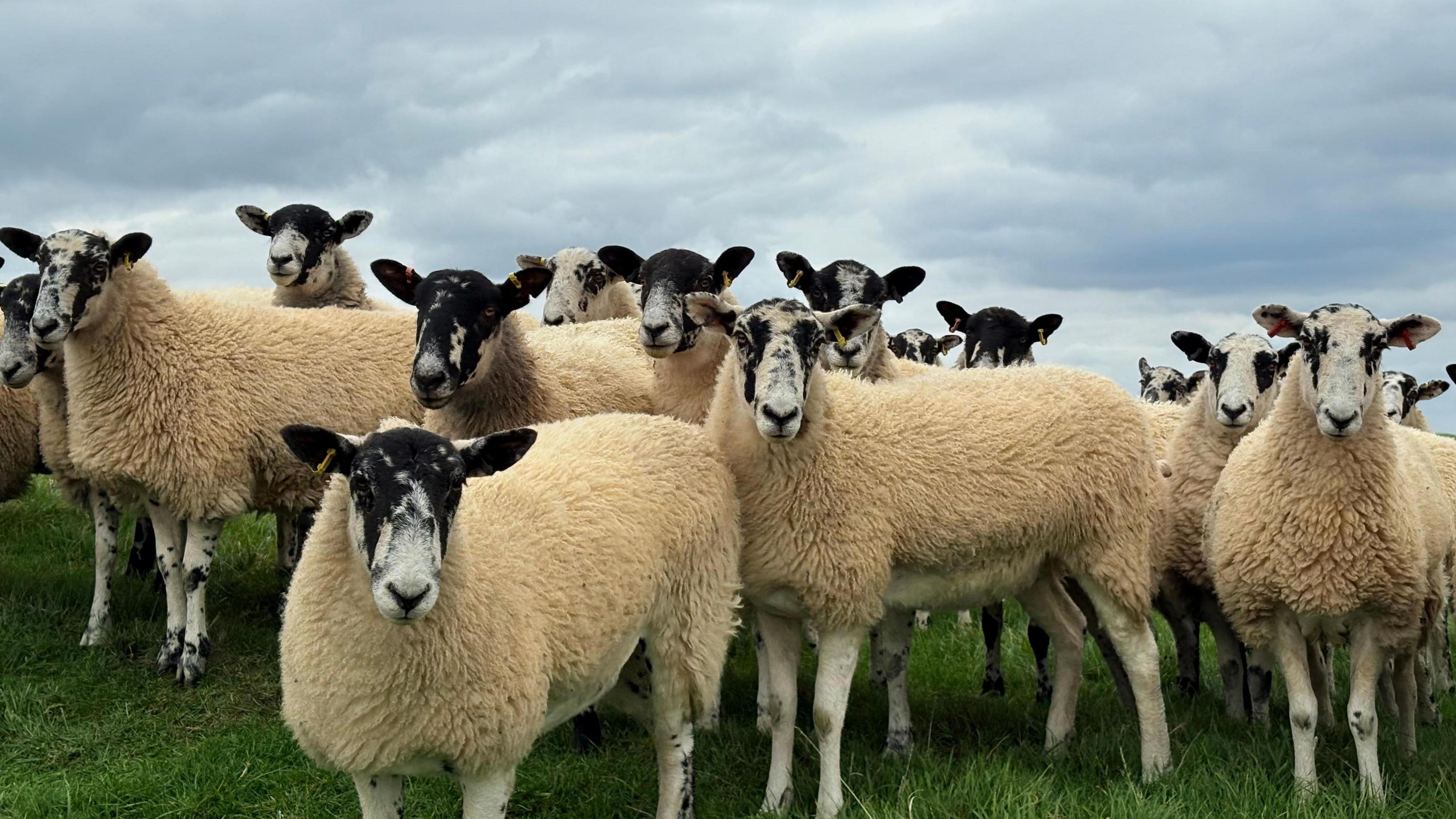 A row of sheep stands neatly side by side in a grassy field facing the camera with curious, woolly expressions.