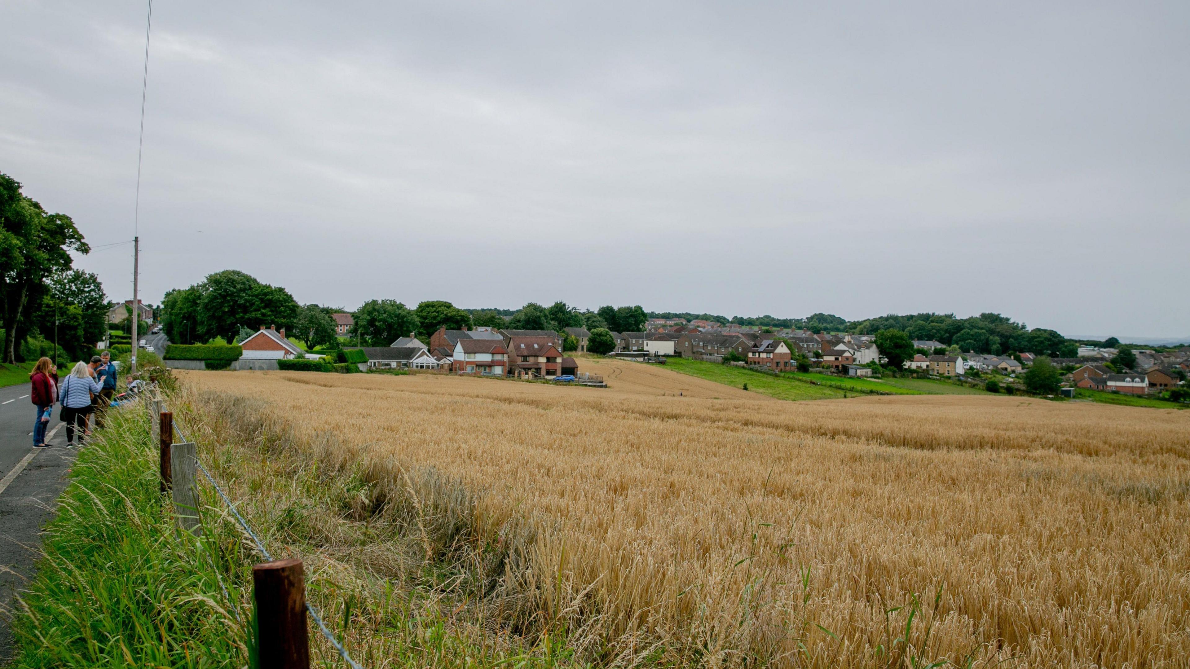 A field full of yellow, tall grasses next to a road. People can be seen standing on the path to the left of it in the distance. Houses can also be seen in the far distance of the field.