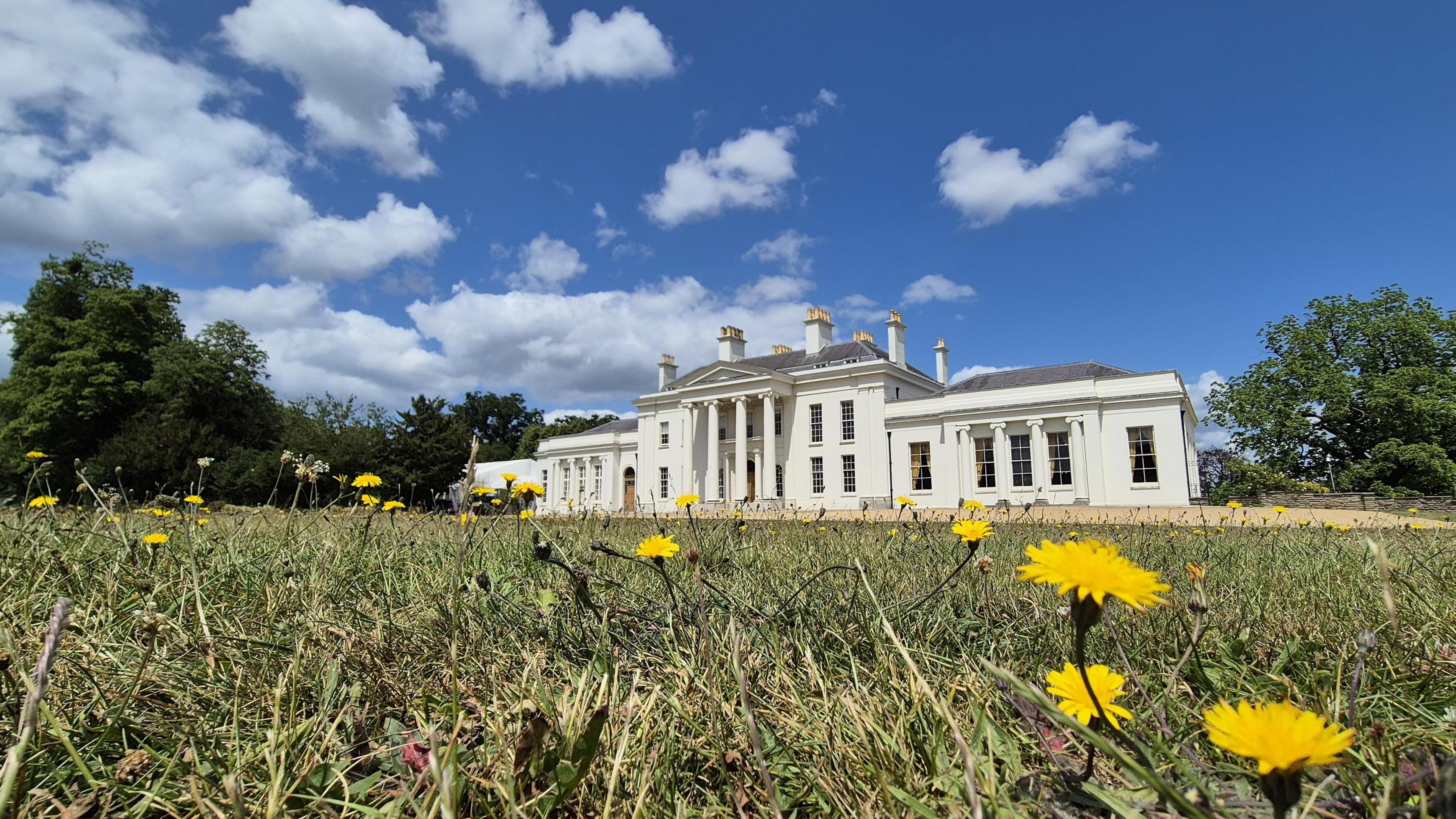 Hylands House in Hylands Park, Chelmsford. It is a large white coloured building with four white pillars in the centre in front of the main doors. There are trees either side of the building. In the foreground is grass and yellow flowers, with blue skies and white clouds above.