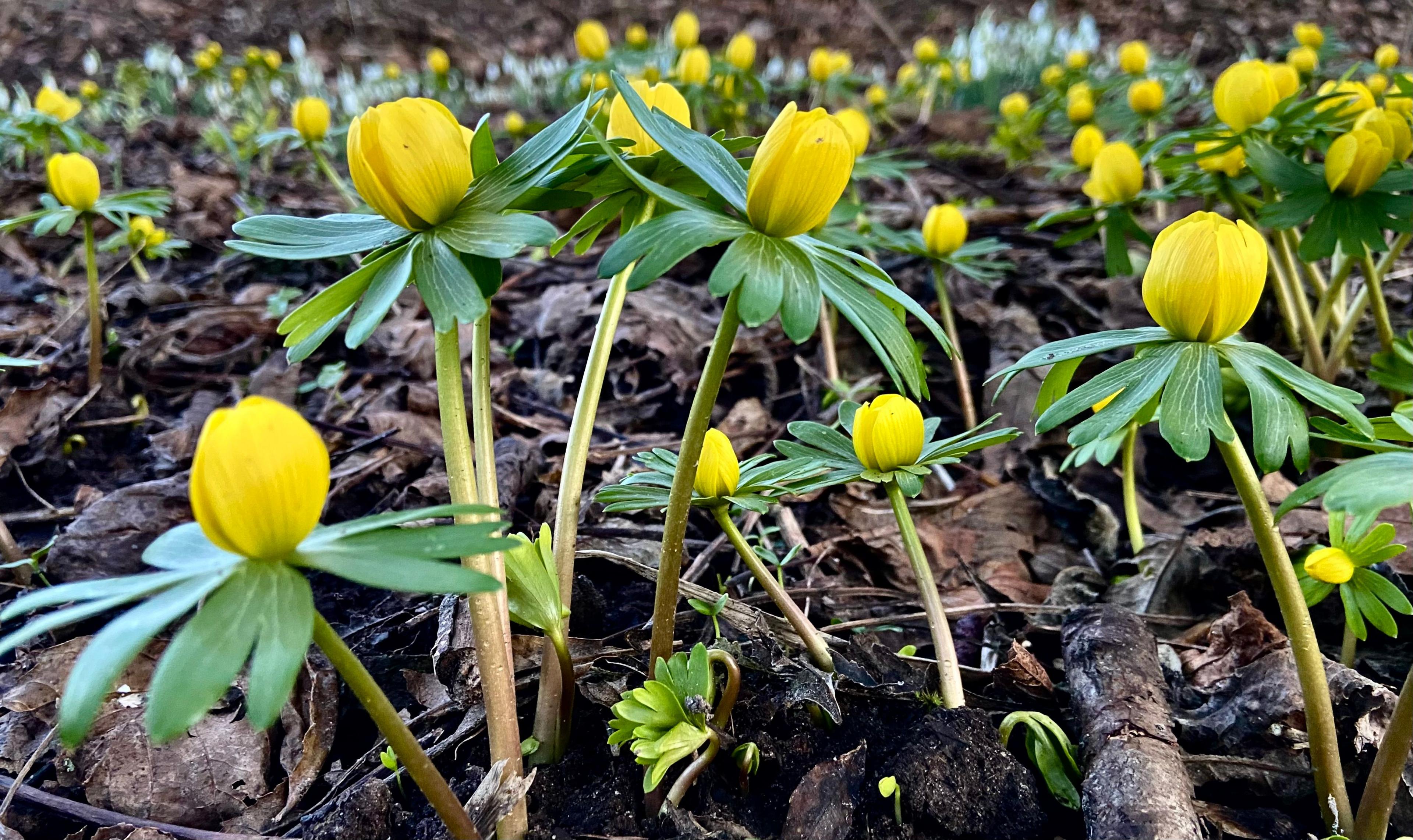 Yellow flowers spring up from a leafy landscape