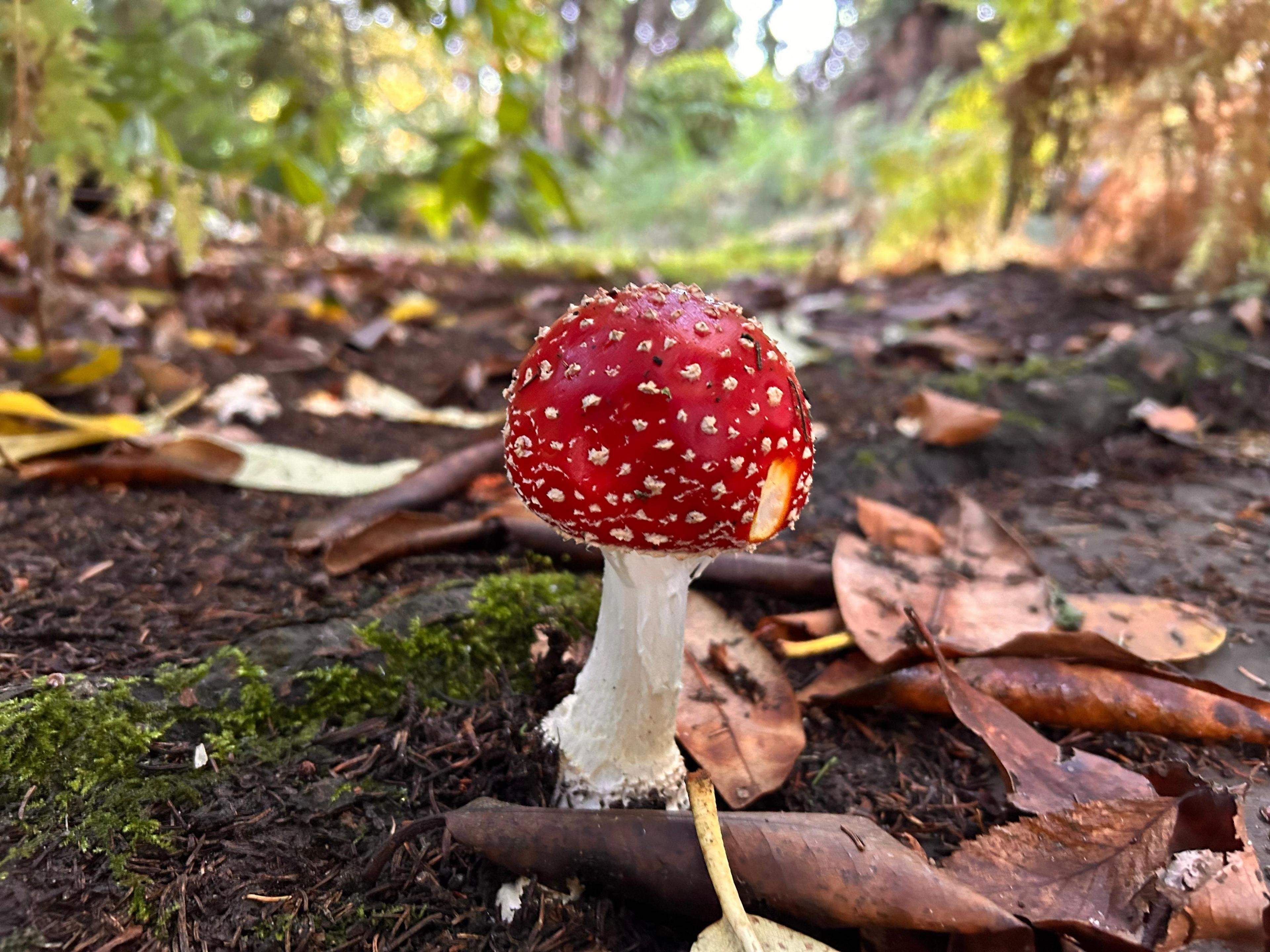 A mushroom with a white stem topped by a red cap with white spots. It is sprouting from a damp mulchy ground with tree roots and fallen leaves around it. 