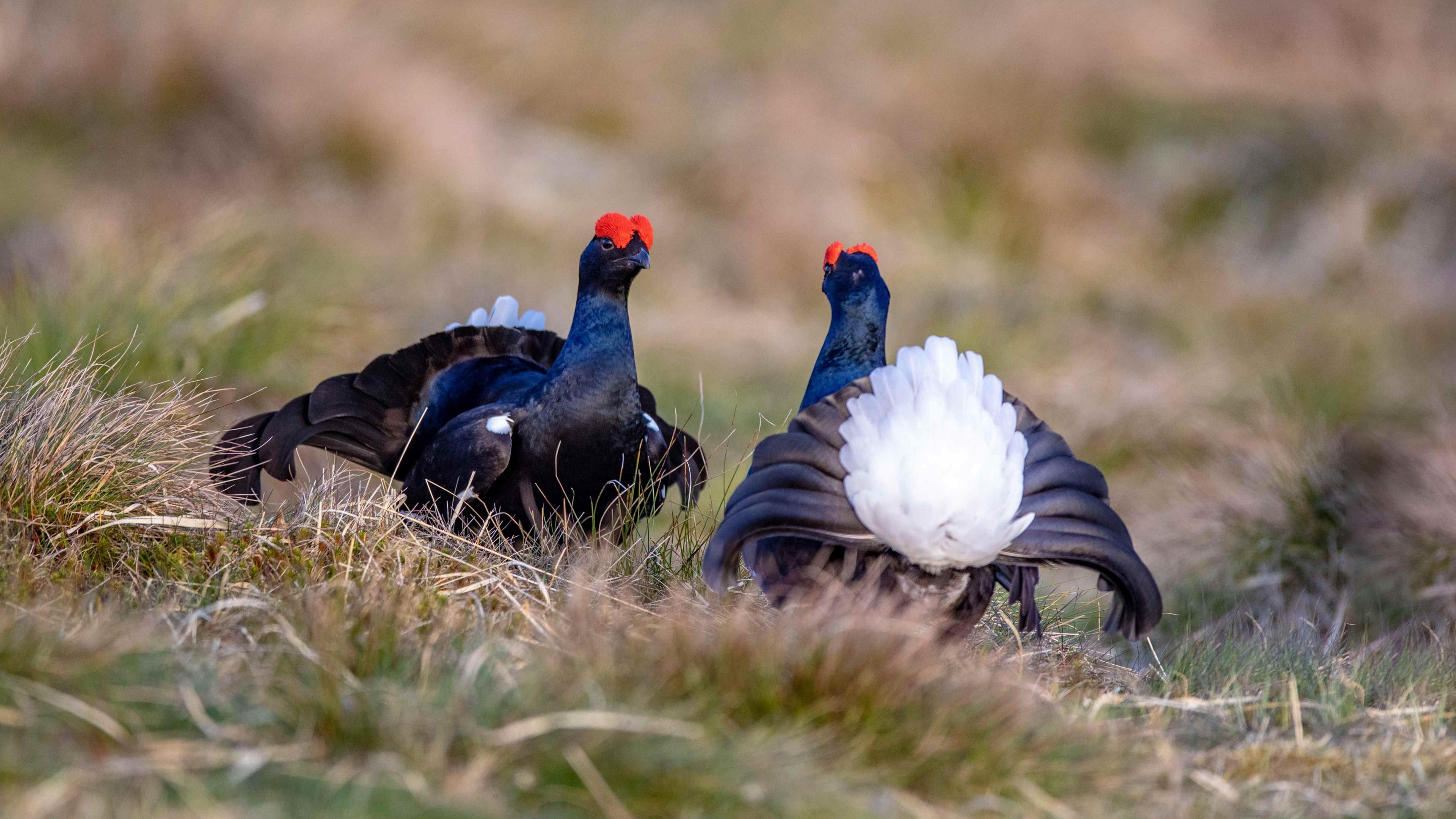 Two male black grouse with their tails displaying black and white plummage