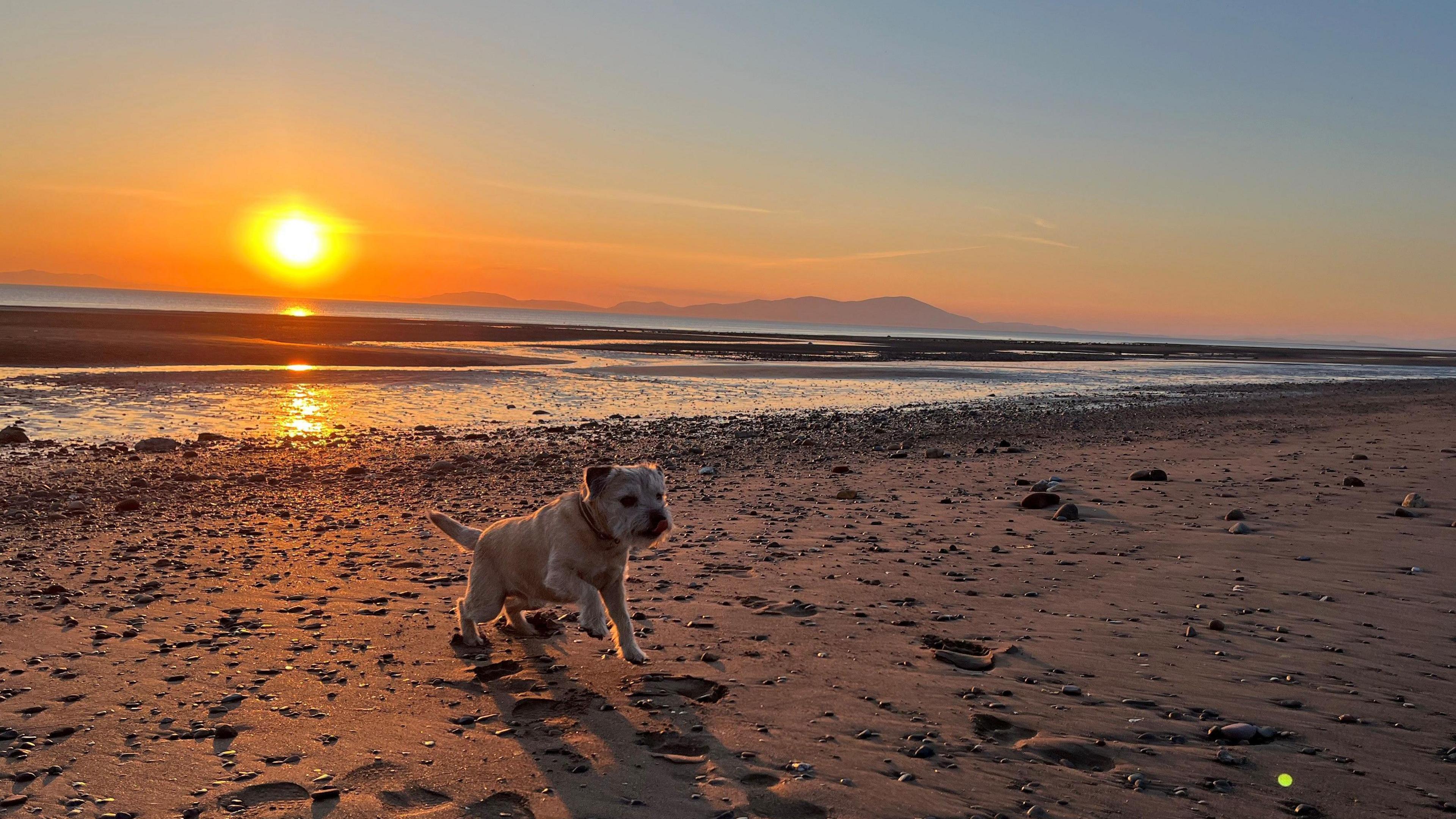 A dog sprints on the beach during sunset, with vibrant colours illuminating the sky and reflecting on the waves.