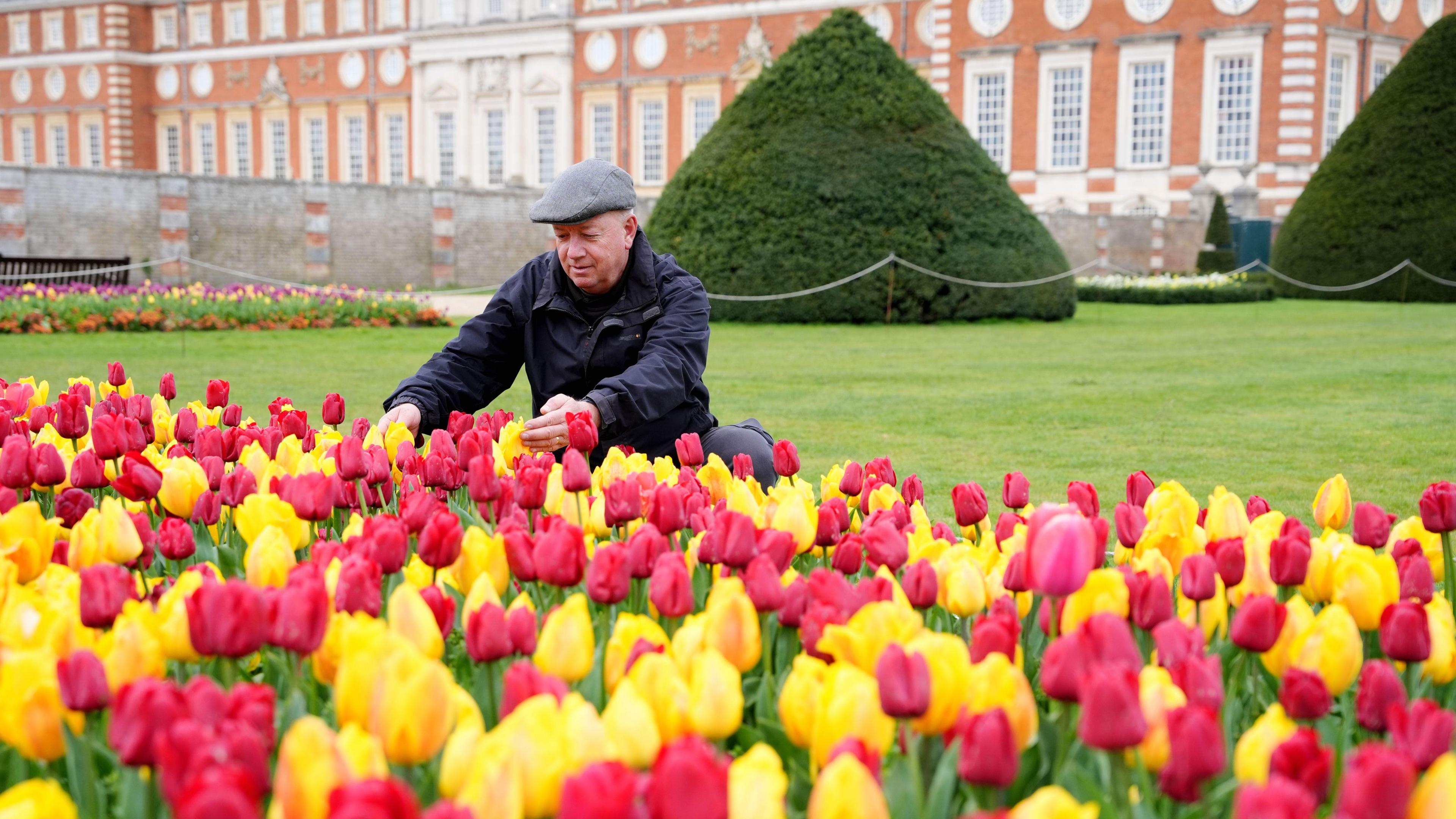 Man kneels to tend to a sea of yellow and red tulips in front of Hampton Court Palace